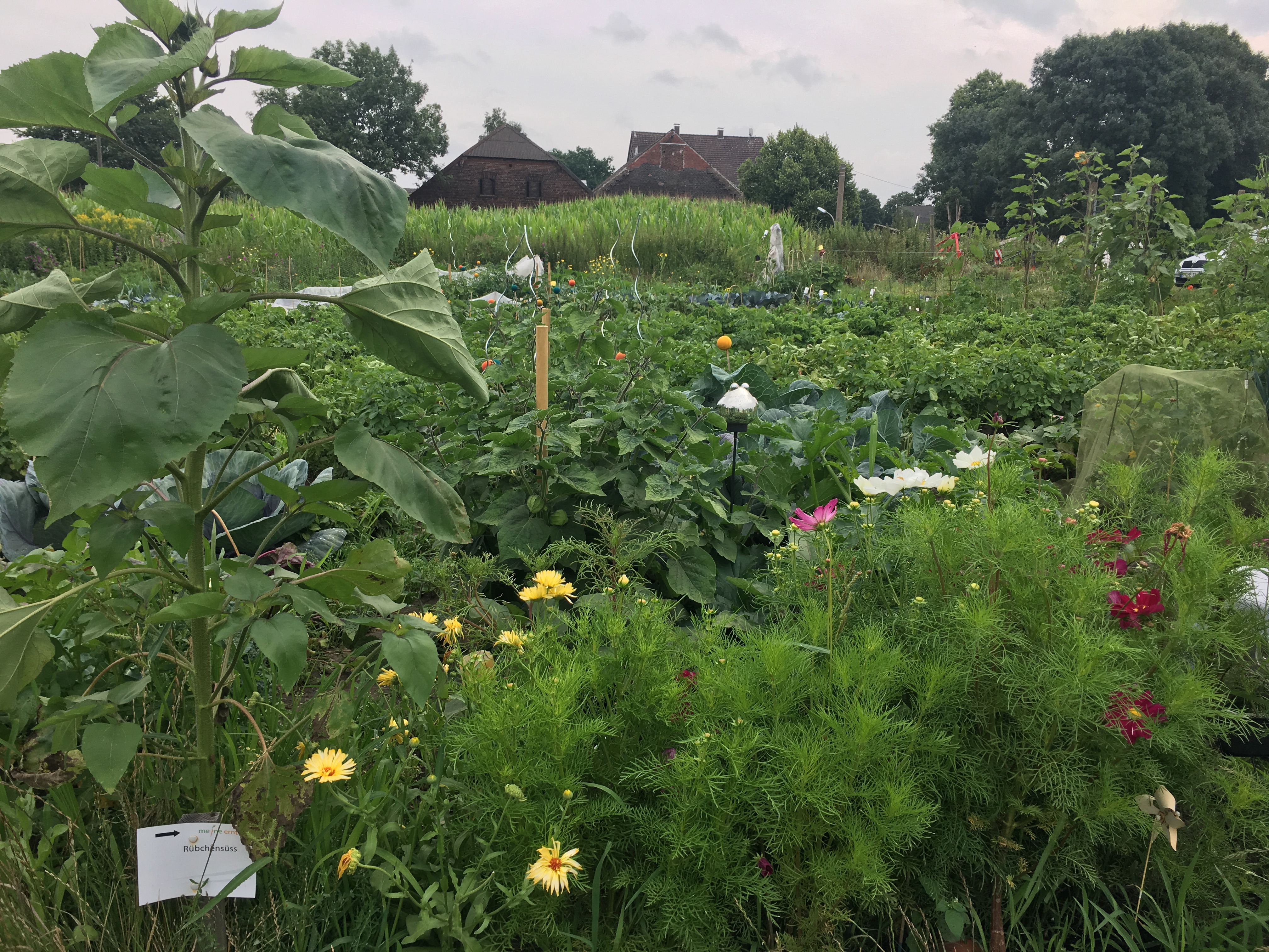 Verschiedene Gemüsekulturen und Blumen, die im Mietgarten wachsen