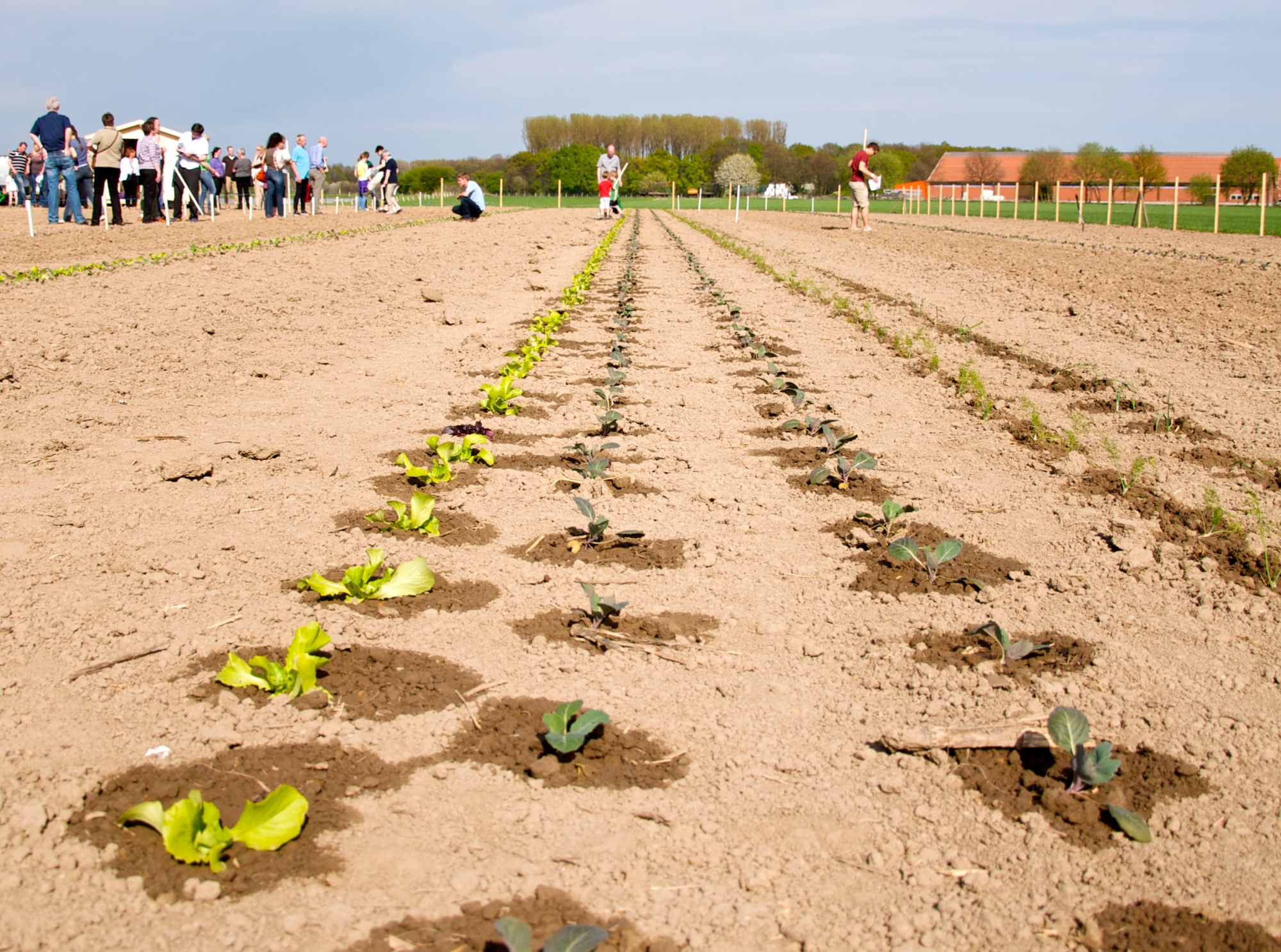 Mietgarten Bottrop Ein Acker mit frisch gesetzten Jungpflanzen