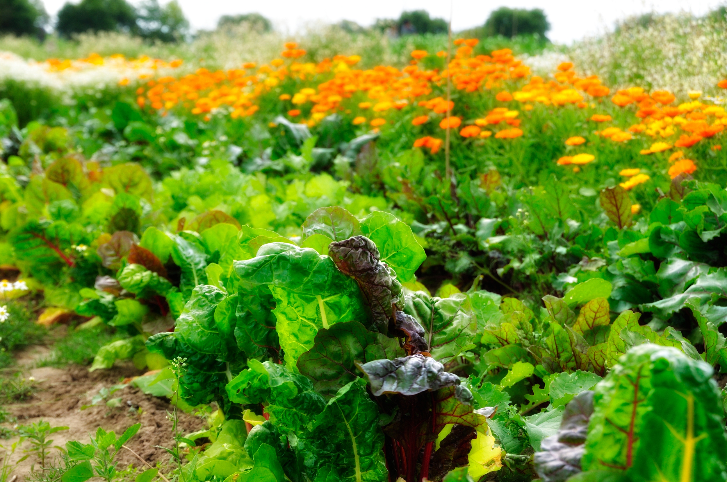 Mietgarten Essen Mangold, Bete und Ringelblumen in Reihe
