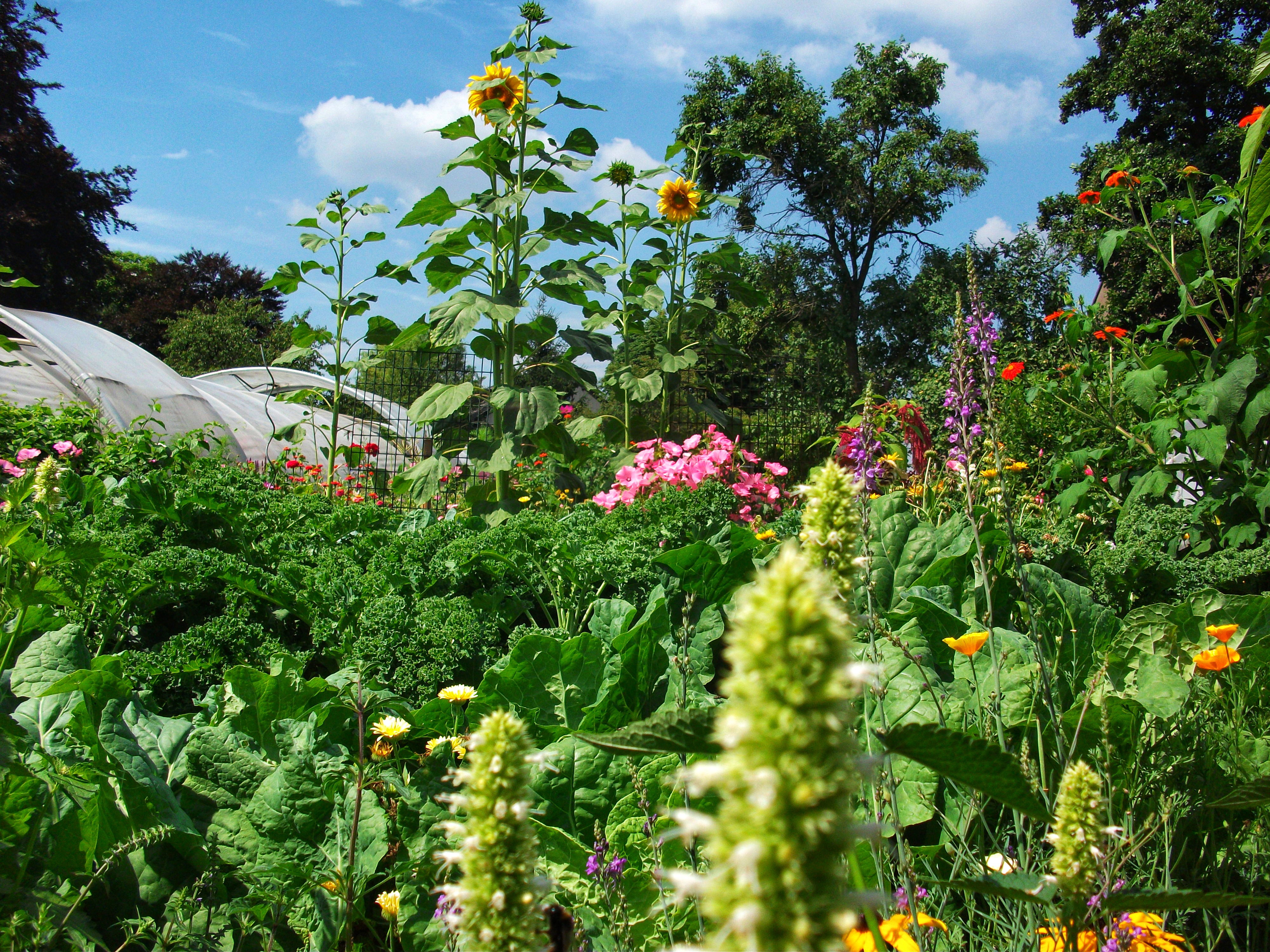 Bauerngarten Auf dem Bild sieht man einen Bauerngarten mit Gemüse und Blumen