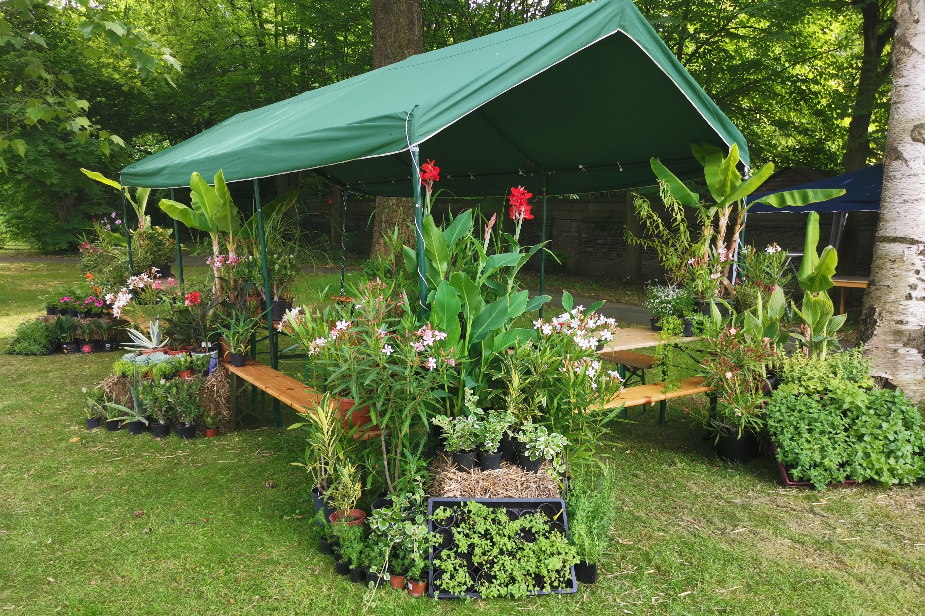 Auf dem Bild sieht man einen Angebotsstand mit verschiedenen Blumen und Pflanzen