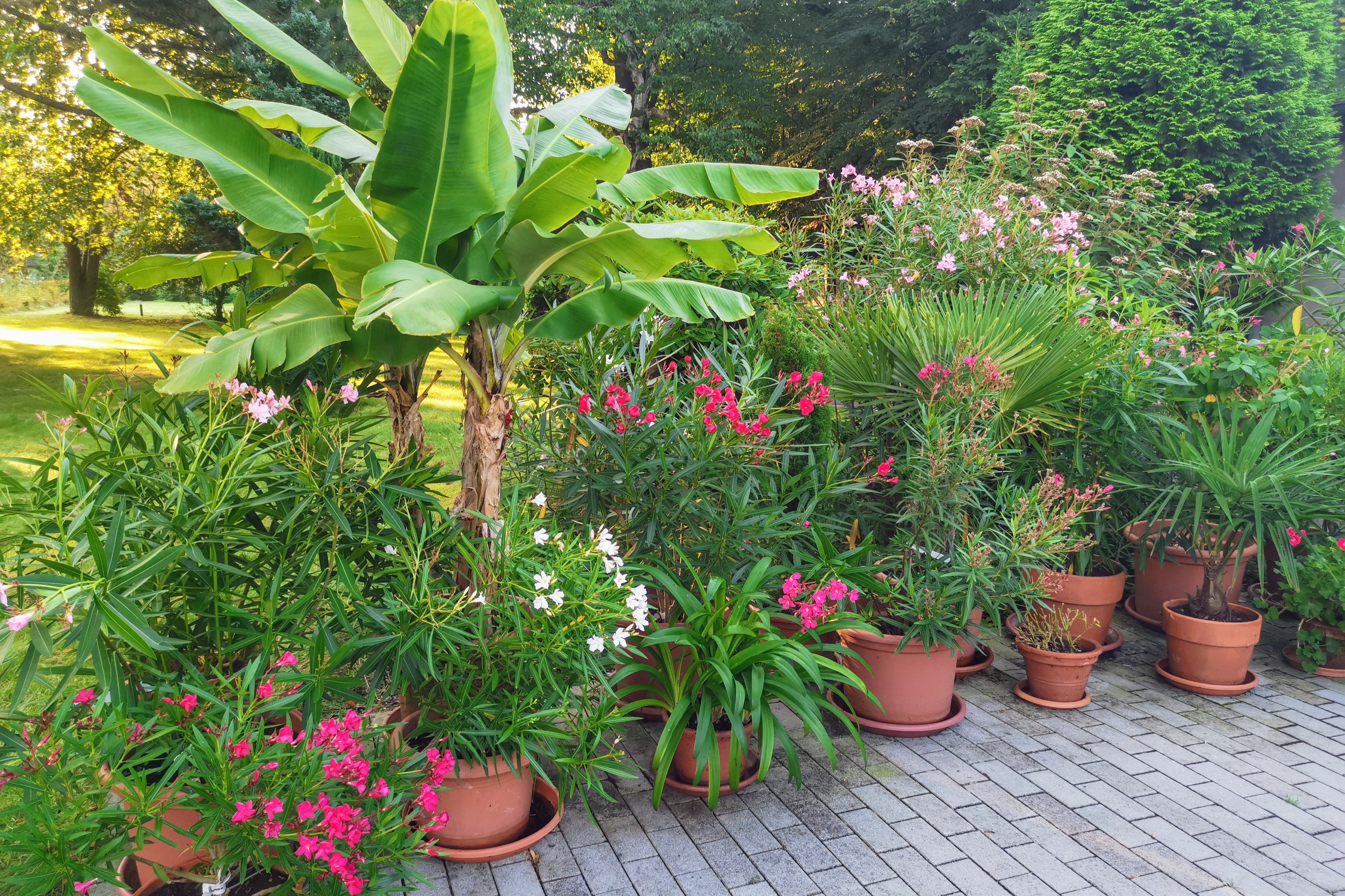 Auf dem Bild sieht man rosa blühende Oleander und andere Kübelpflanzen