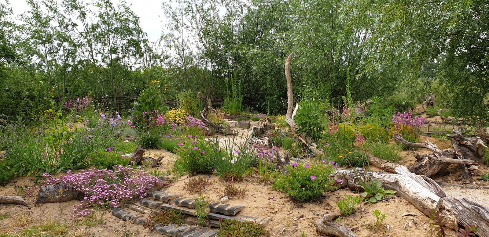 Sandflächen, blühende Pflanzen