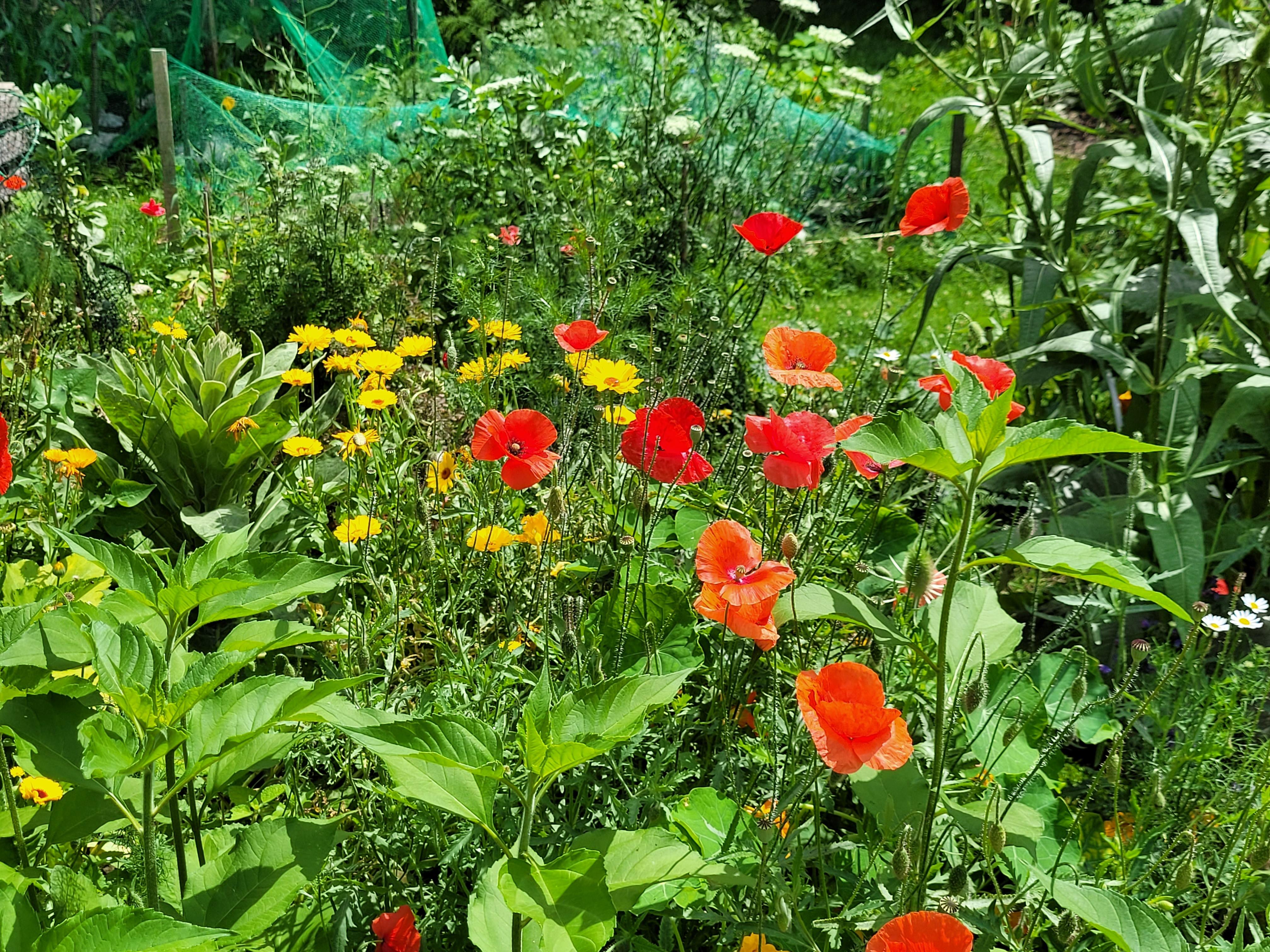 VestGarten Mohn