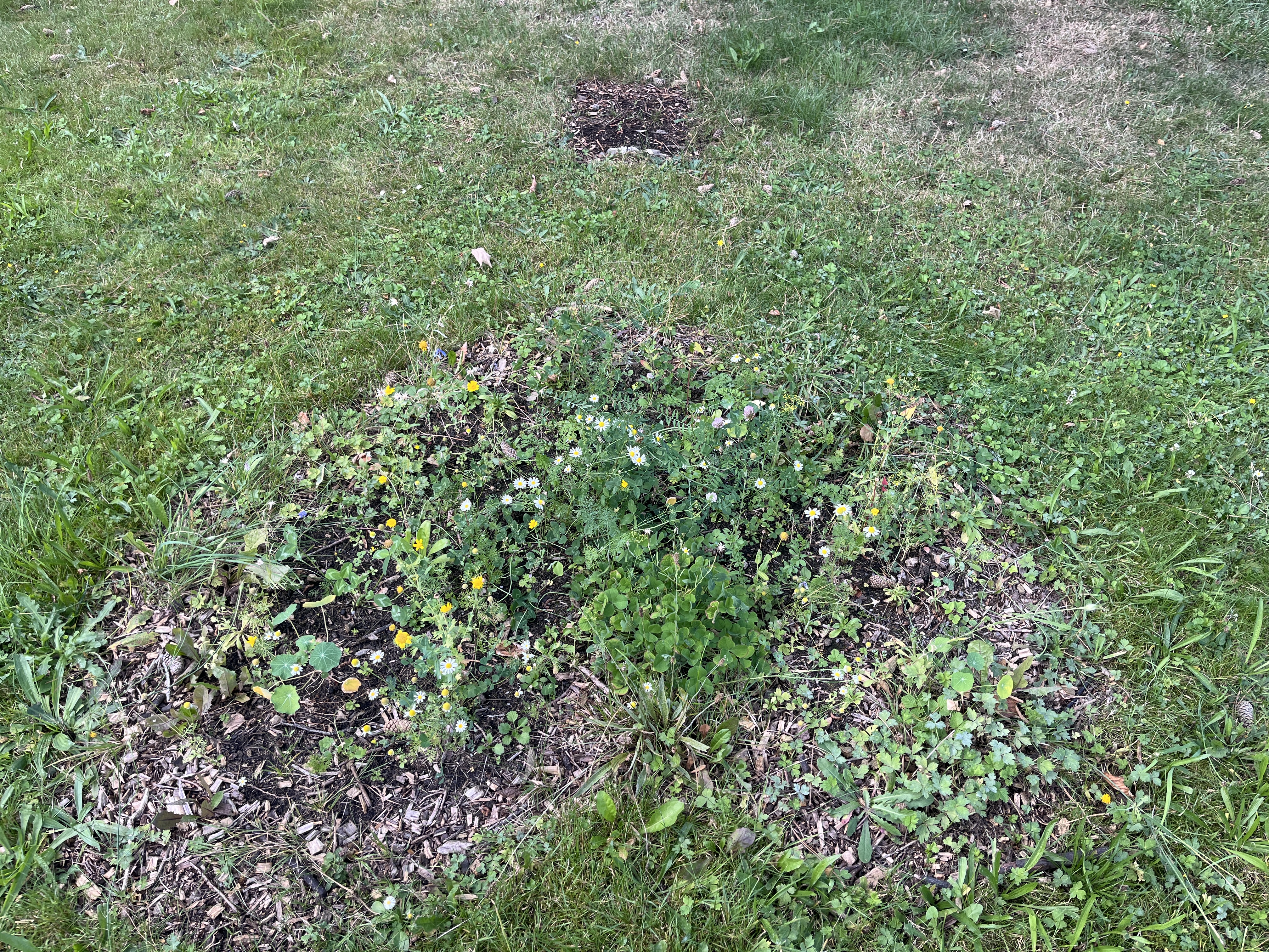Wildblumenwiese