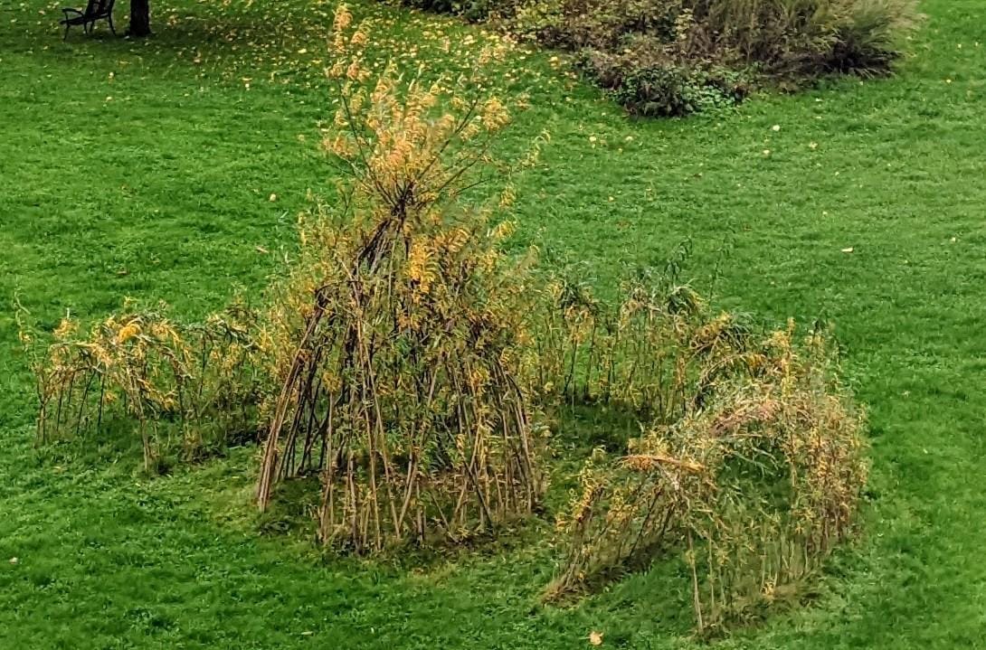 Weidentipi 2022 grünes Tipi im Sommer. Es treibt gut aus und ist prima angewachsen.
