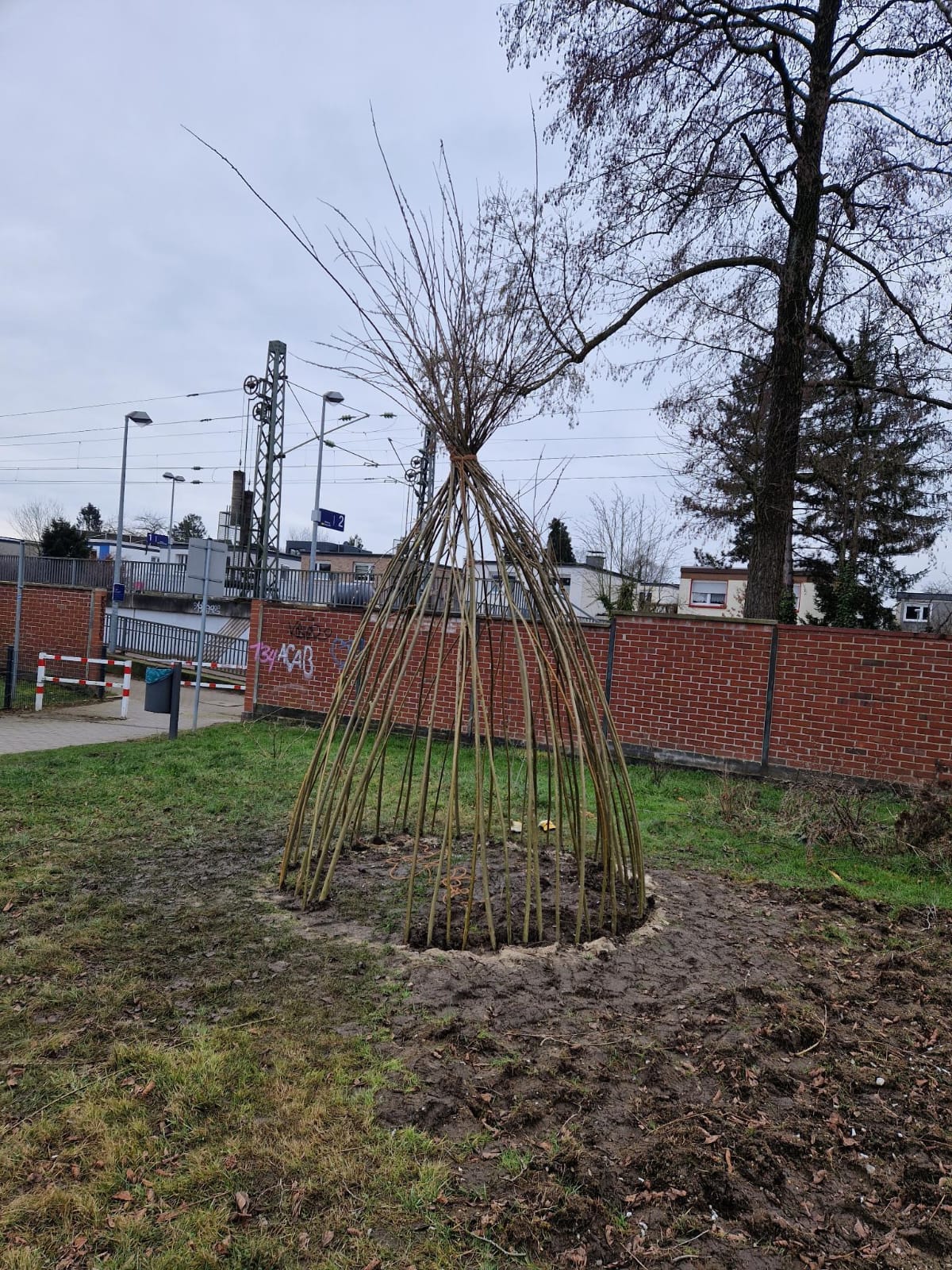 Weidentipi 2024 Tipi kurz nach den Bau.