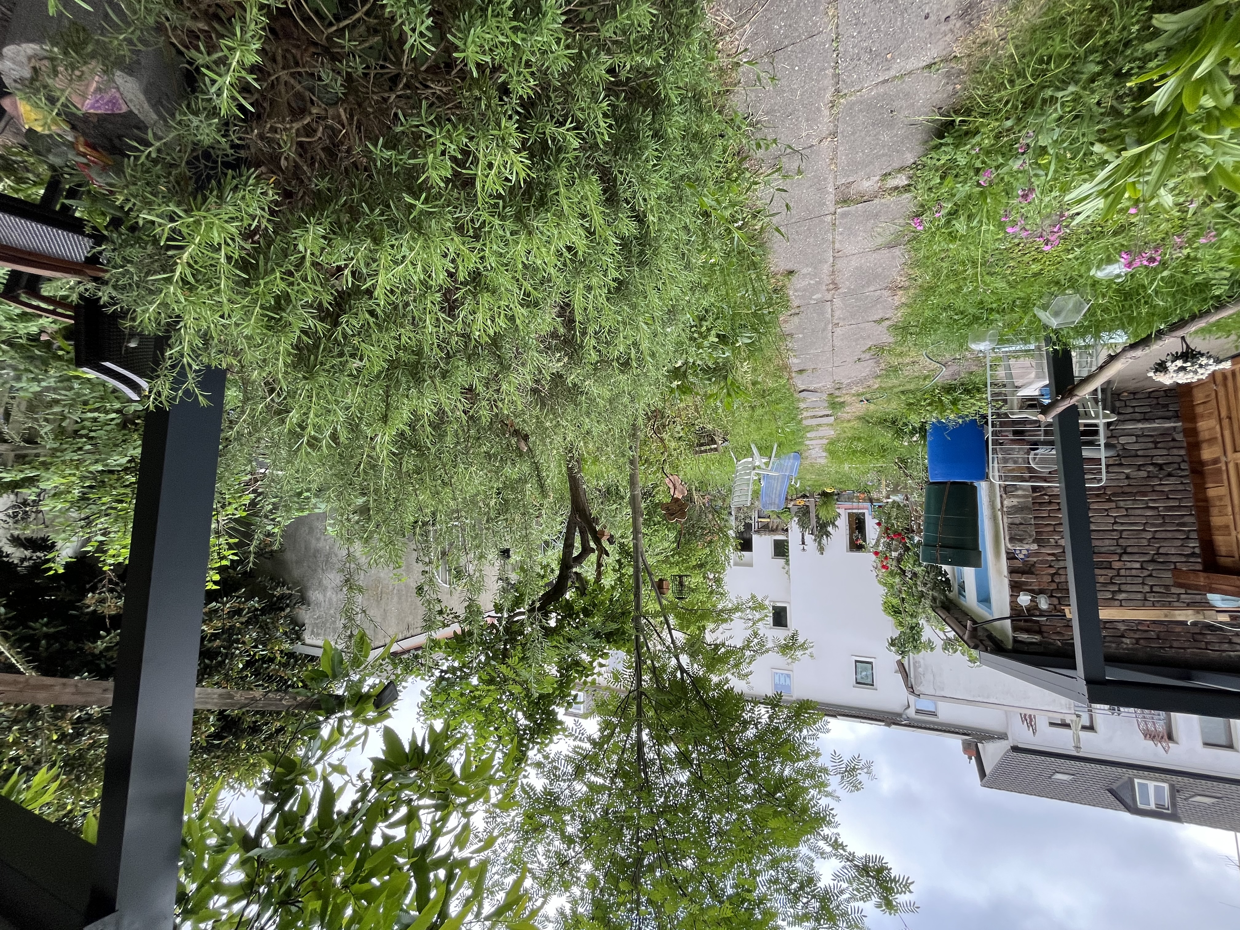 Ein Weg im Grünen 