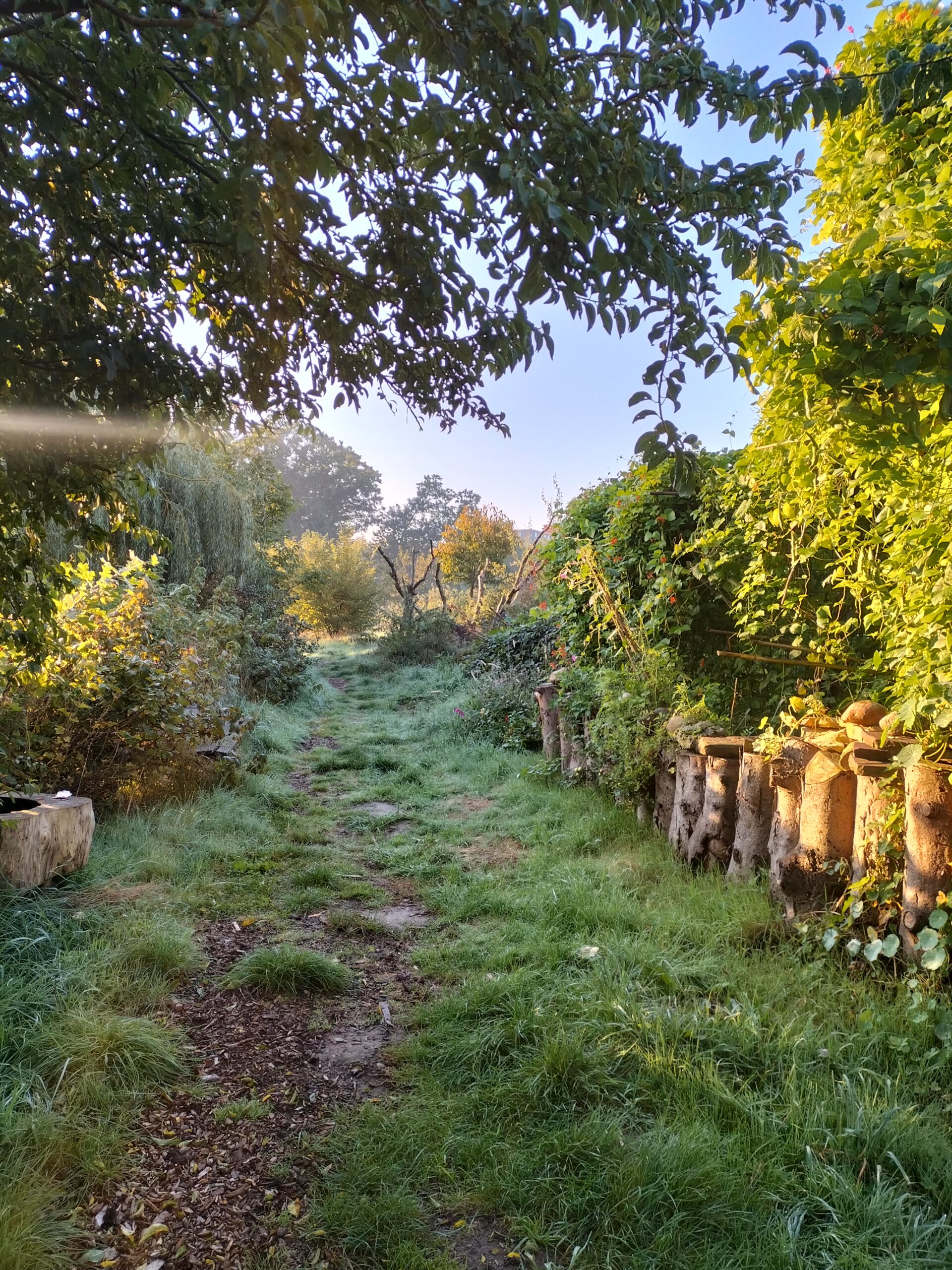 Weg zwischen Nutzgarten und Obstbaumwiese im Morgenlicht eines Sommertages