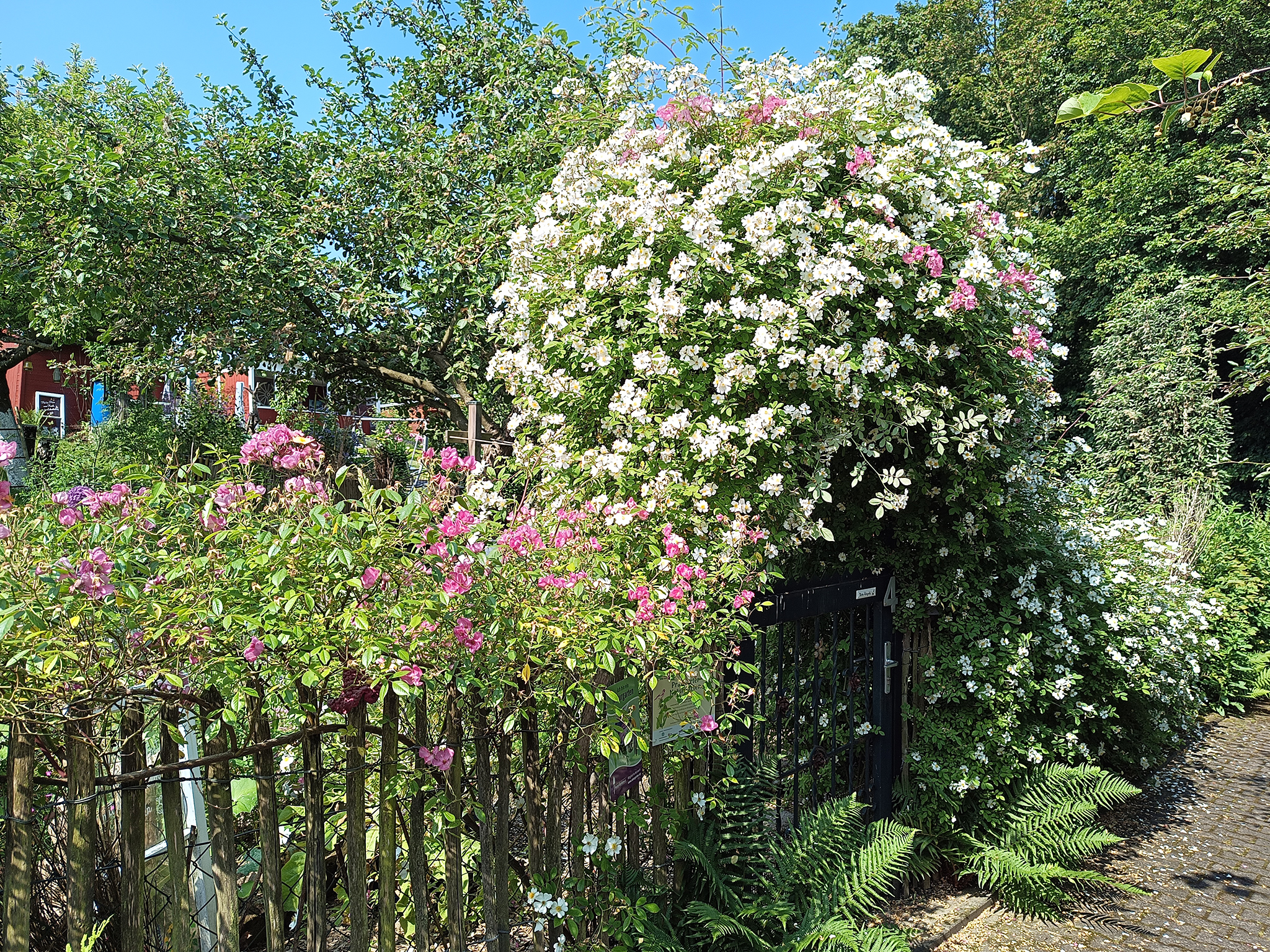 Tinas Naturkleingarten_Essen_Martina_van_Wesel_2023 Rosenbogen mit heimischer Kriechrose (weiß) und Moschusrose Plaisanterie (rosa)