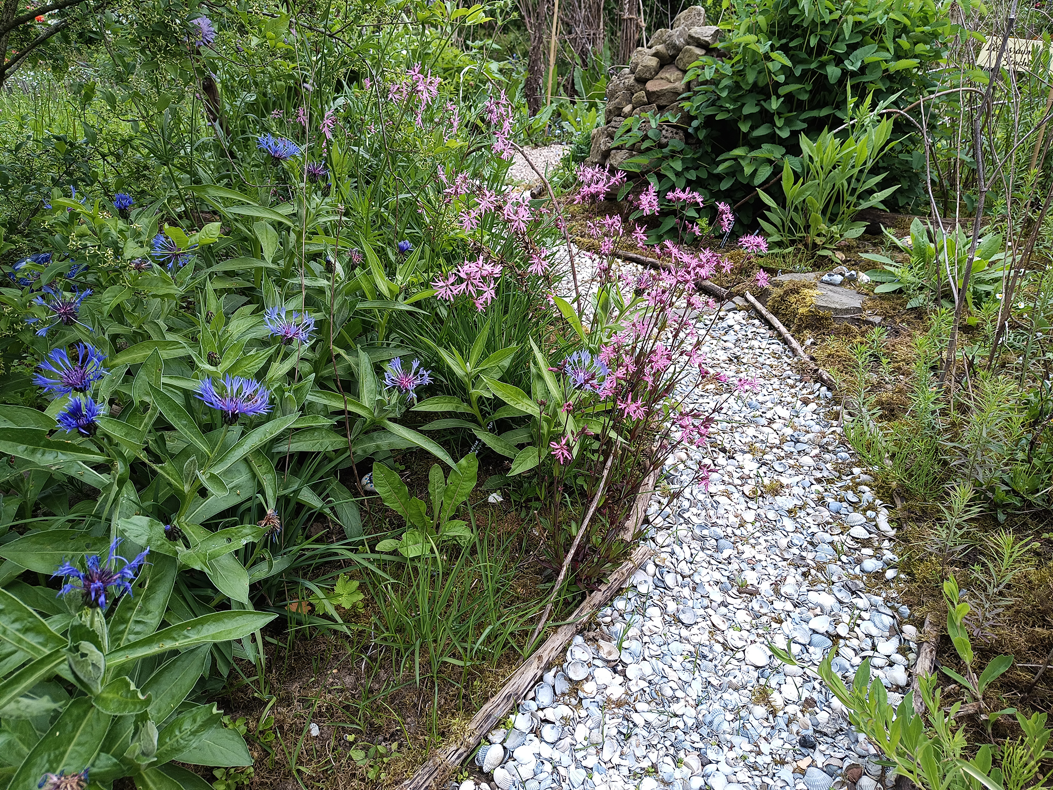 Tinas Naturkleingarten_Essen_Martina_van_Wesel_2023 Muschelpfad als Teil des Barfußpfads mit Bergflockenblume (blau) und Kuckuckslichtnelke (pink)