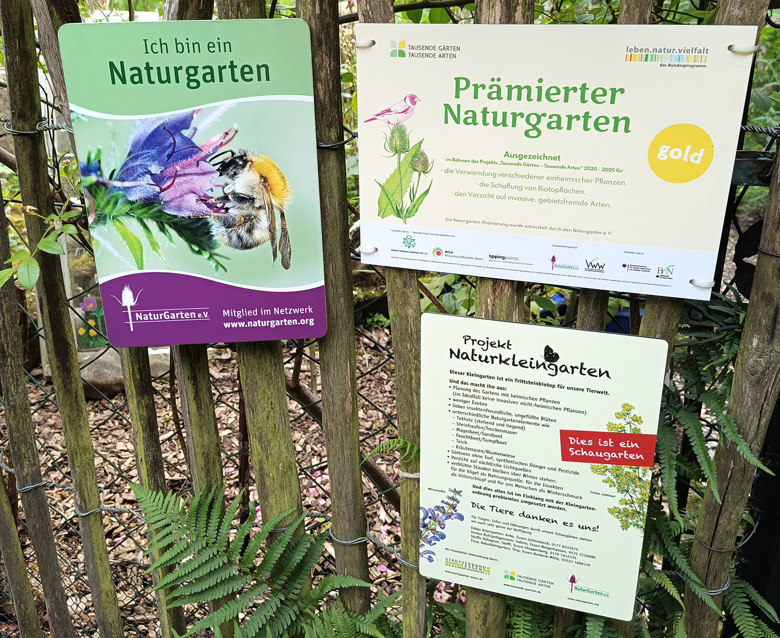 Tinas Naturkleingarten_Essen_Martina_van_Wesel_2024 Schilder am Gartenzaun: Mitglied im Naturgartenverein, Gold-Prämierung des Gartens, Projekt Naturkleingarten