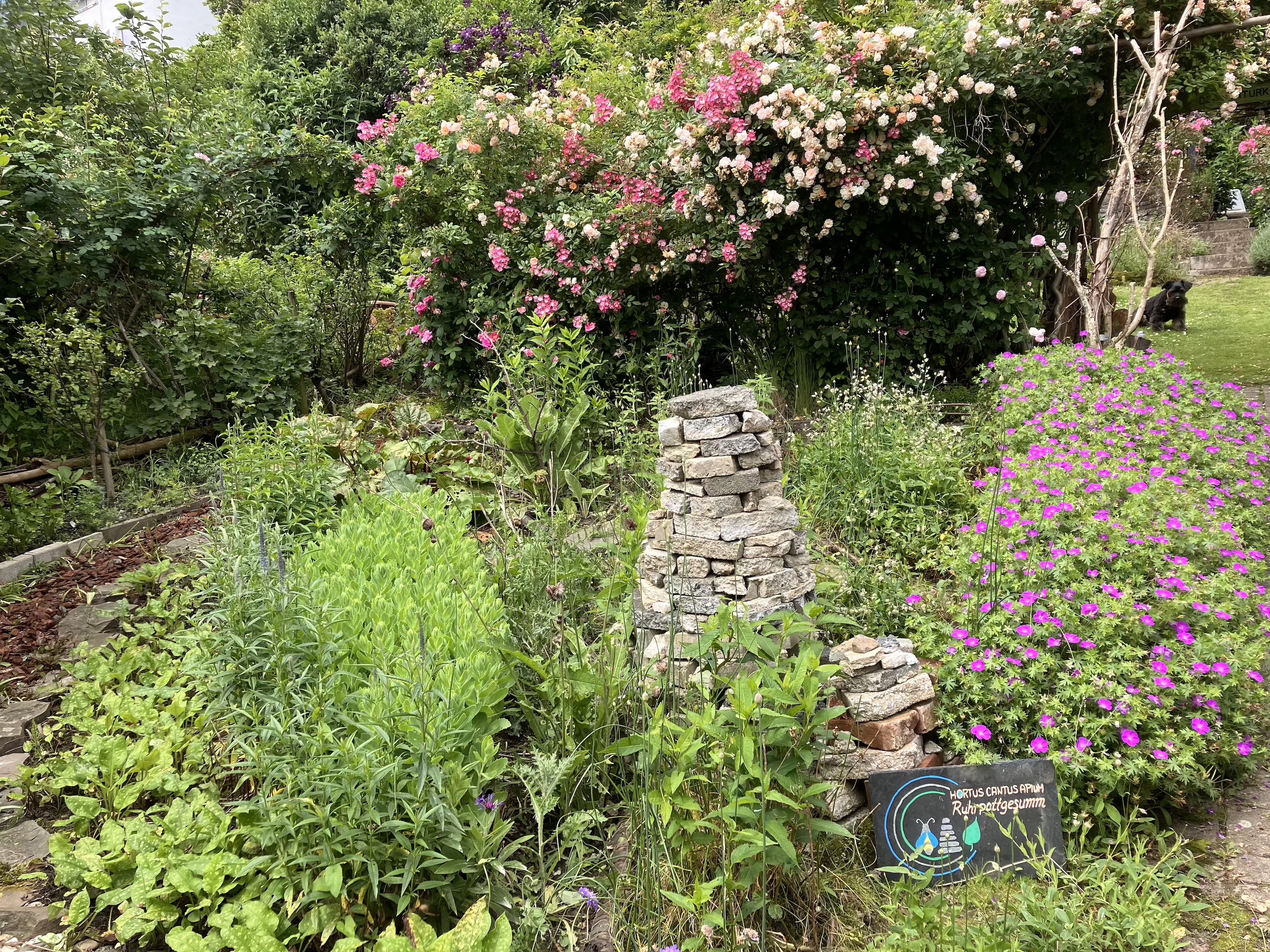 Naturkleingarten_Essen_Waimann_ 2024 Wildrosenhecke, davor Steinturm und Staudenbeet