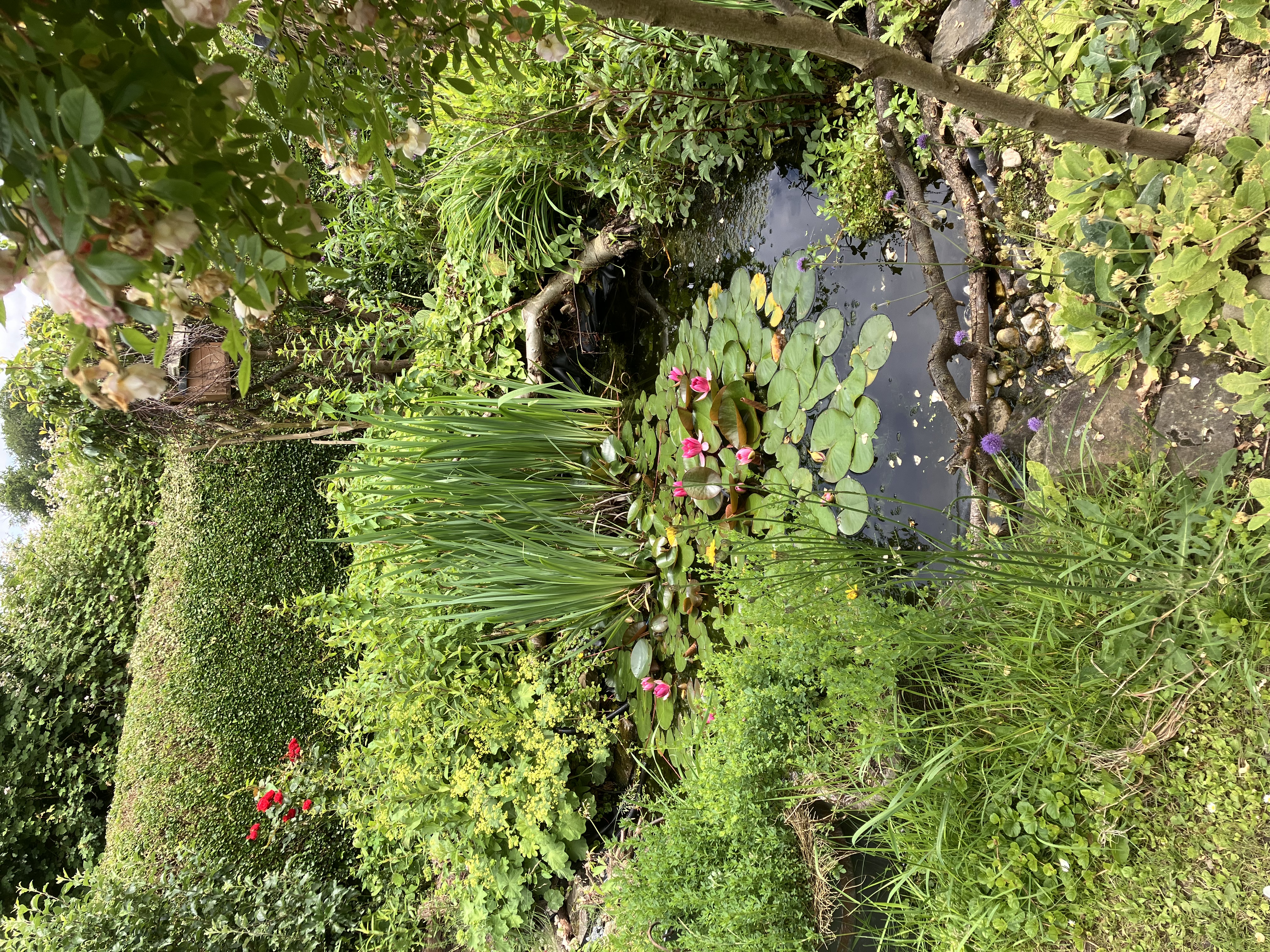 Naturkleingarten_Essen_Waimann_ 2024 Teich mit Schwertlilien und Seerosen
