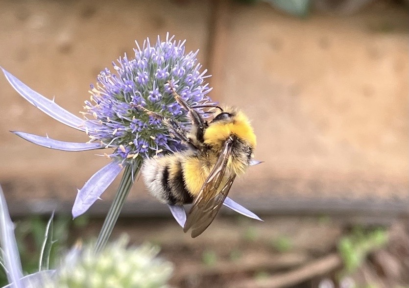 Naturkleingarten_Essen_Waimann_ 2024 Erdhummendrohn am Mannstreu