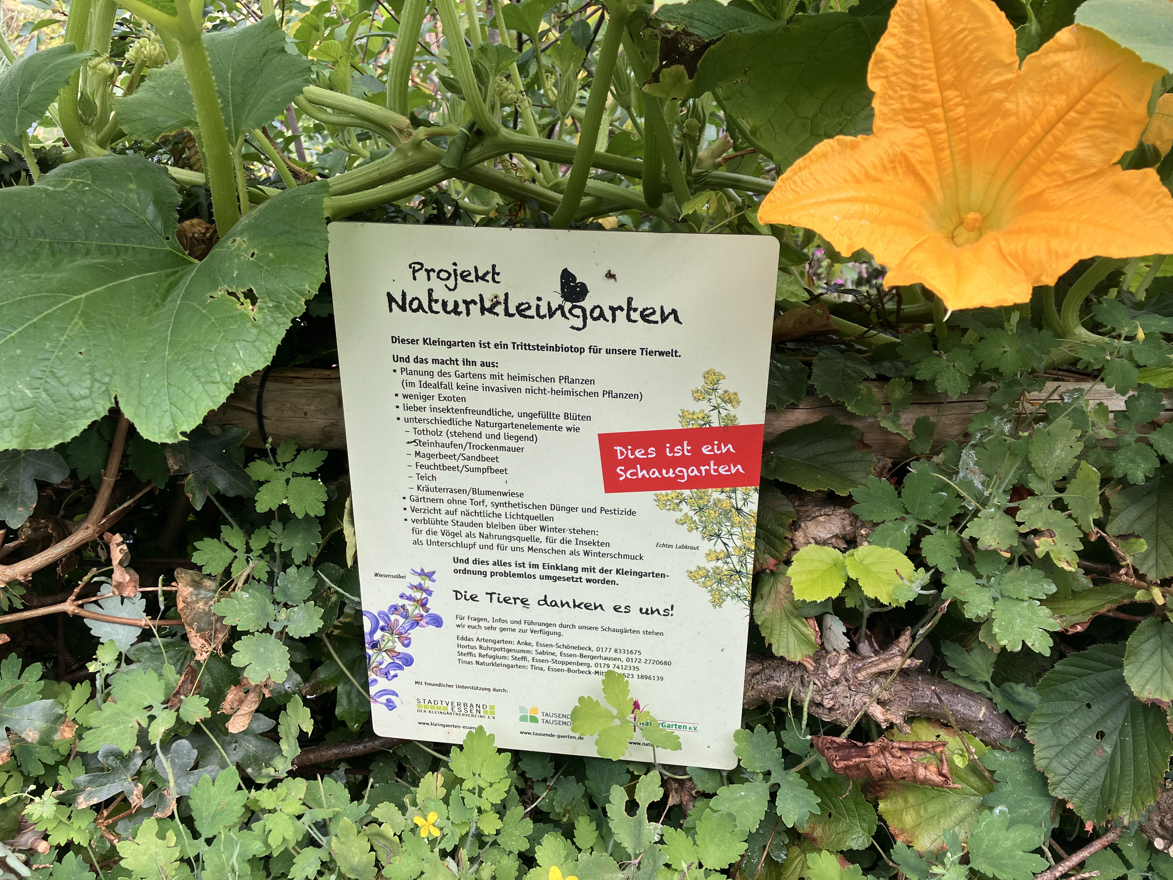 Naturkleingarten_Essen_Waimann_ 2024 Infoschild "Projekt Naturkleingarten" mit Kürbisranke