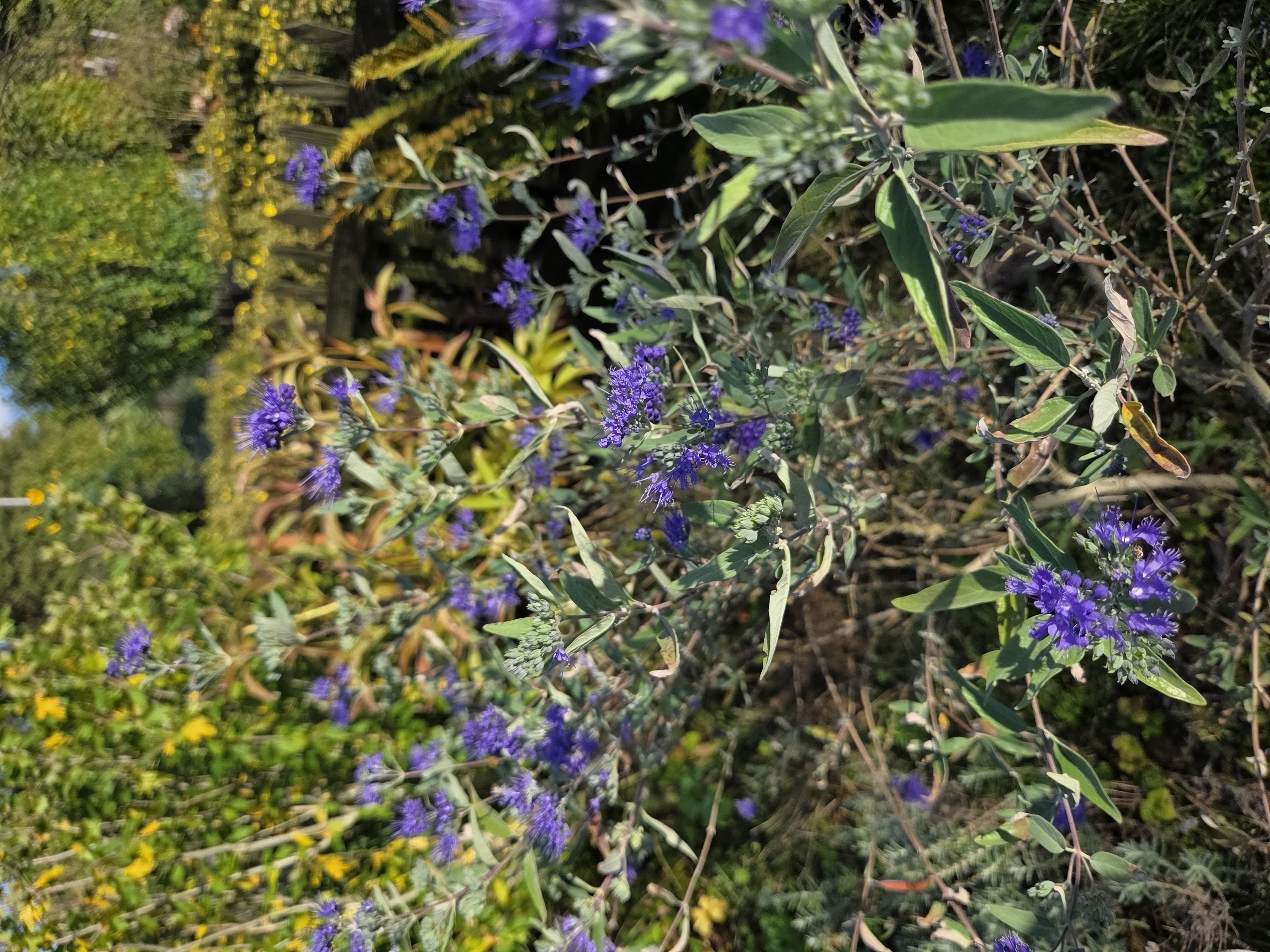 Verschiedenen Blumen