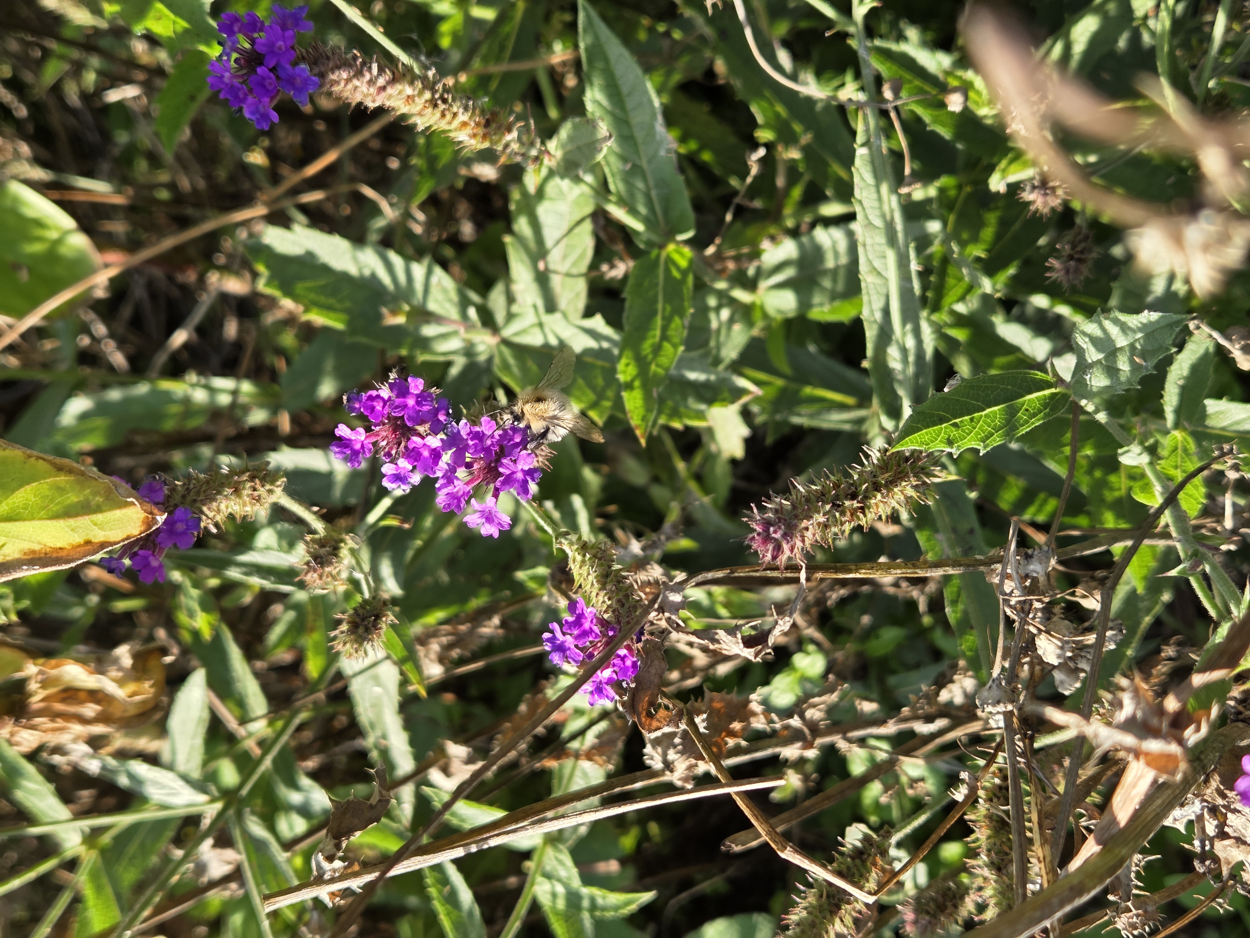 Verschiedenen Planzenkultur