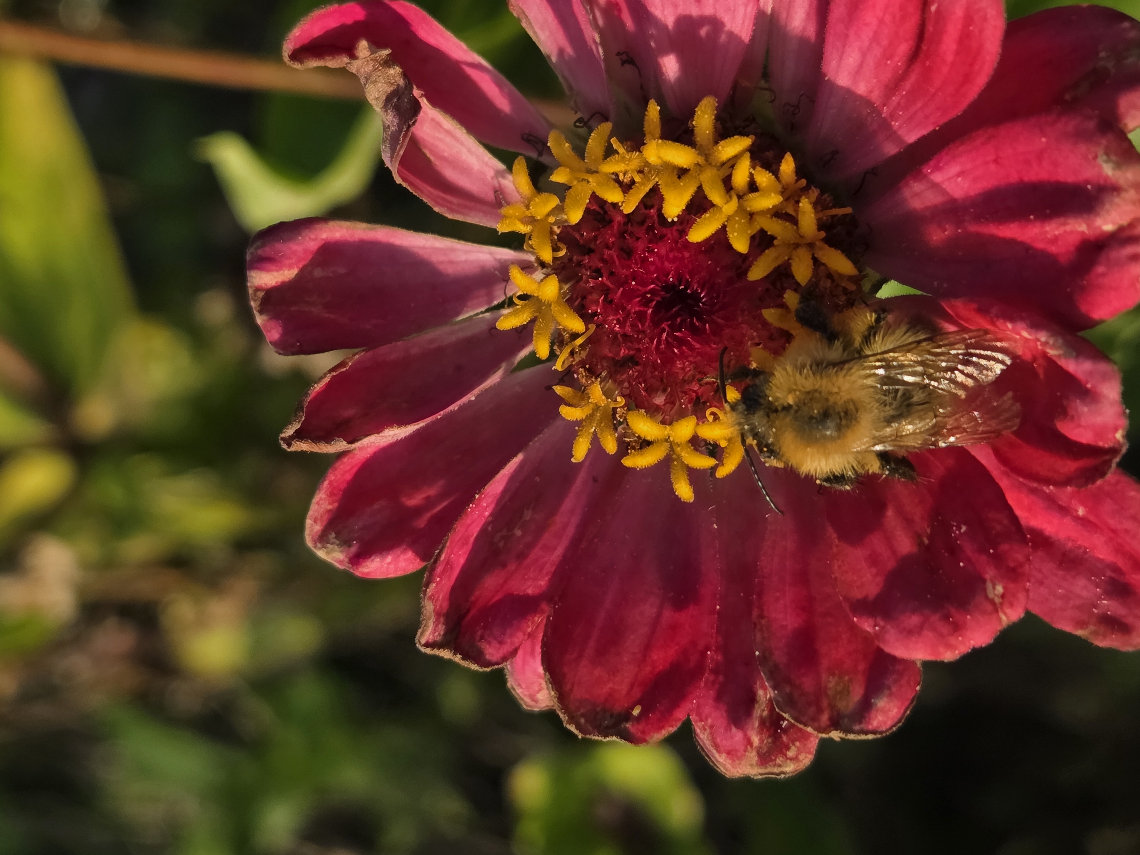 Eine Biene liegt auf eine Zinnie
