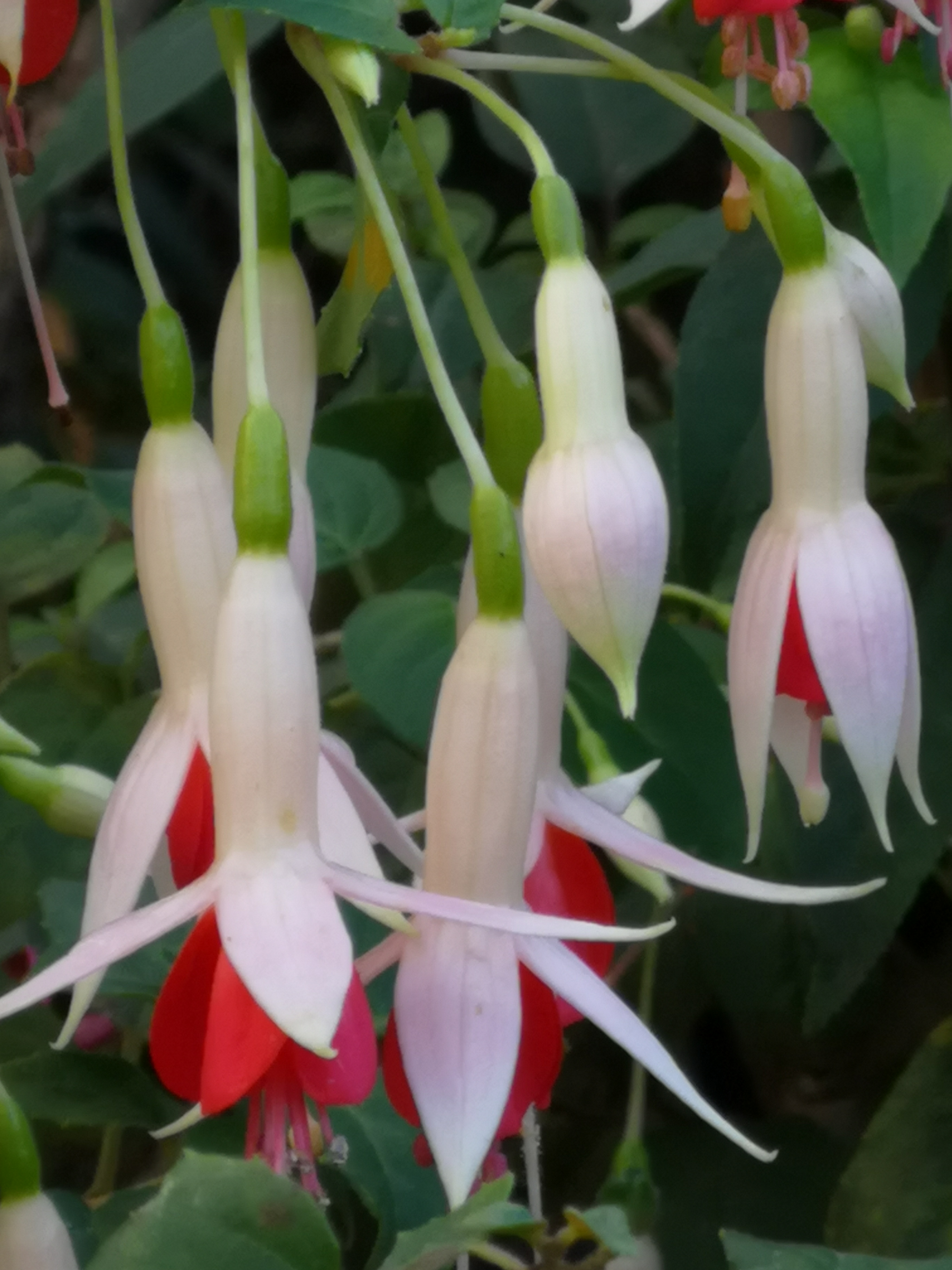 alle Wege sind  "auch mit Rollator" begehbar, ausreichend Sitzgelegenheiten sind vorhanden