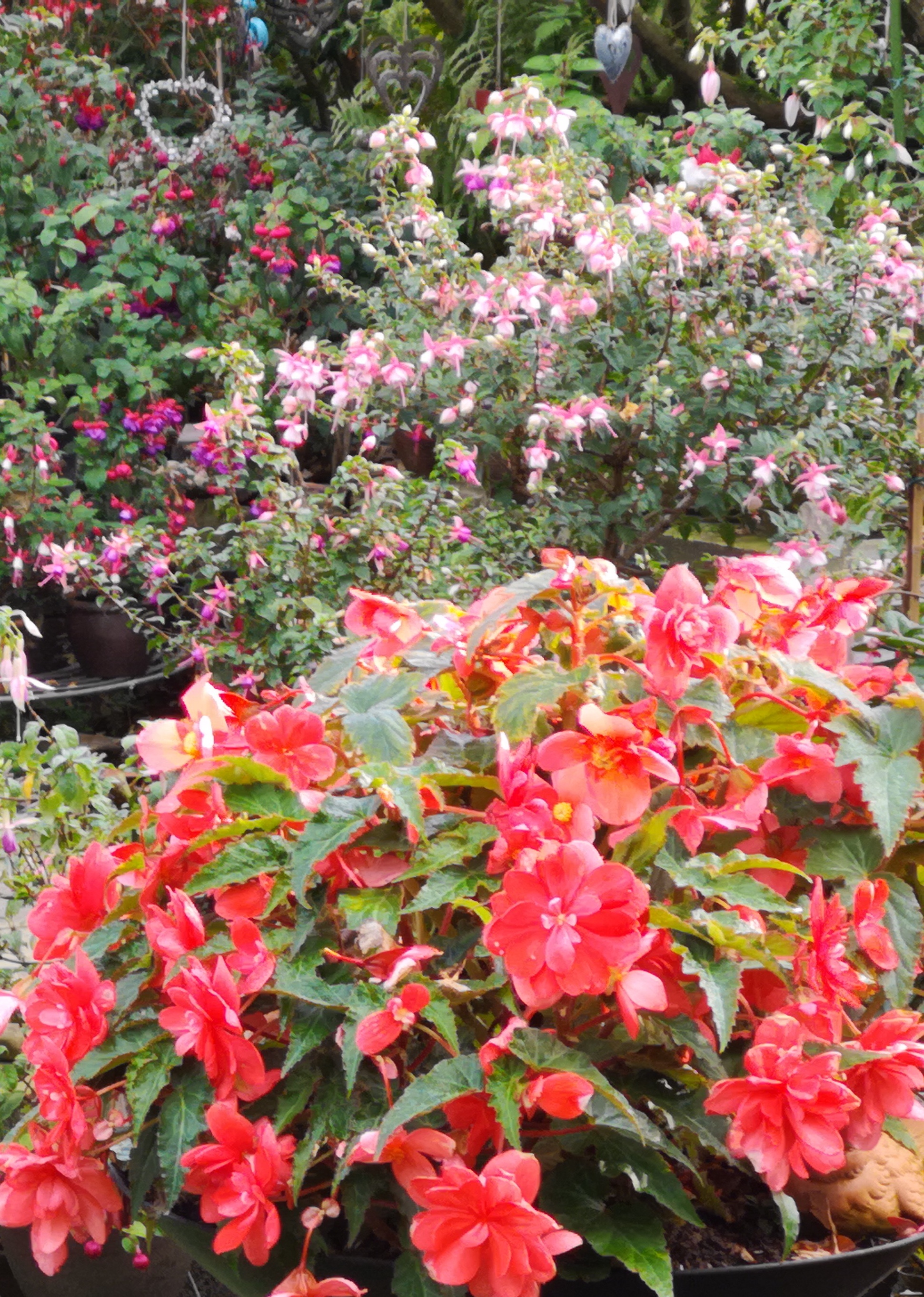 alle Wege sind  "auch mit Rollator" begehbar, ausreichend Sitzgelegenheiten sind vorhanden