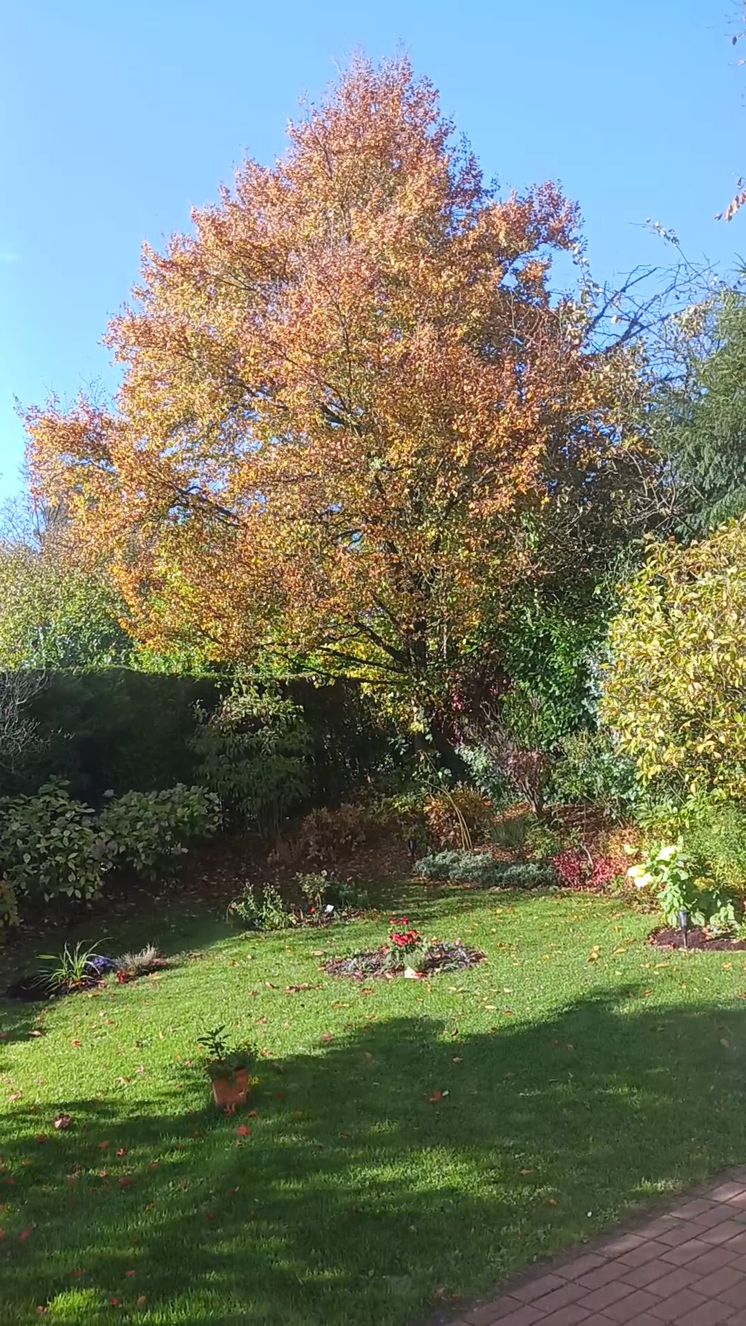 Garten Buchholz eine sehr alte Rotbuche