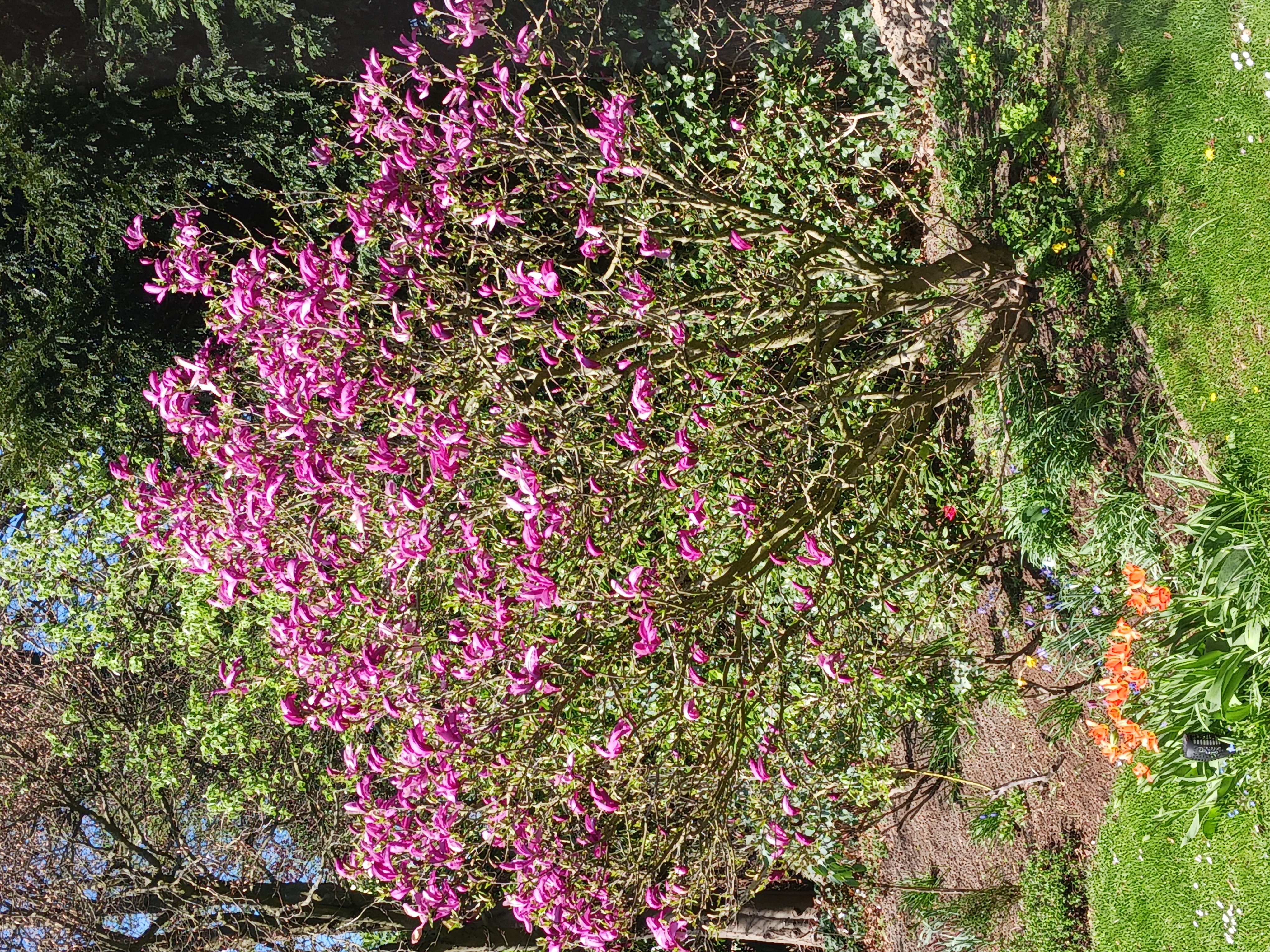 Garten Buchholz Magnolie kurz vor der rosa Blüte