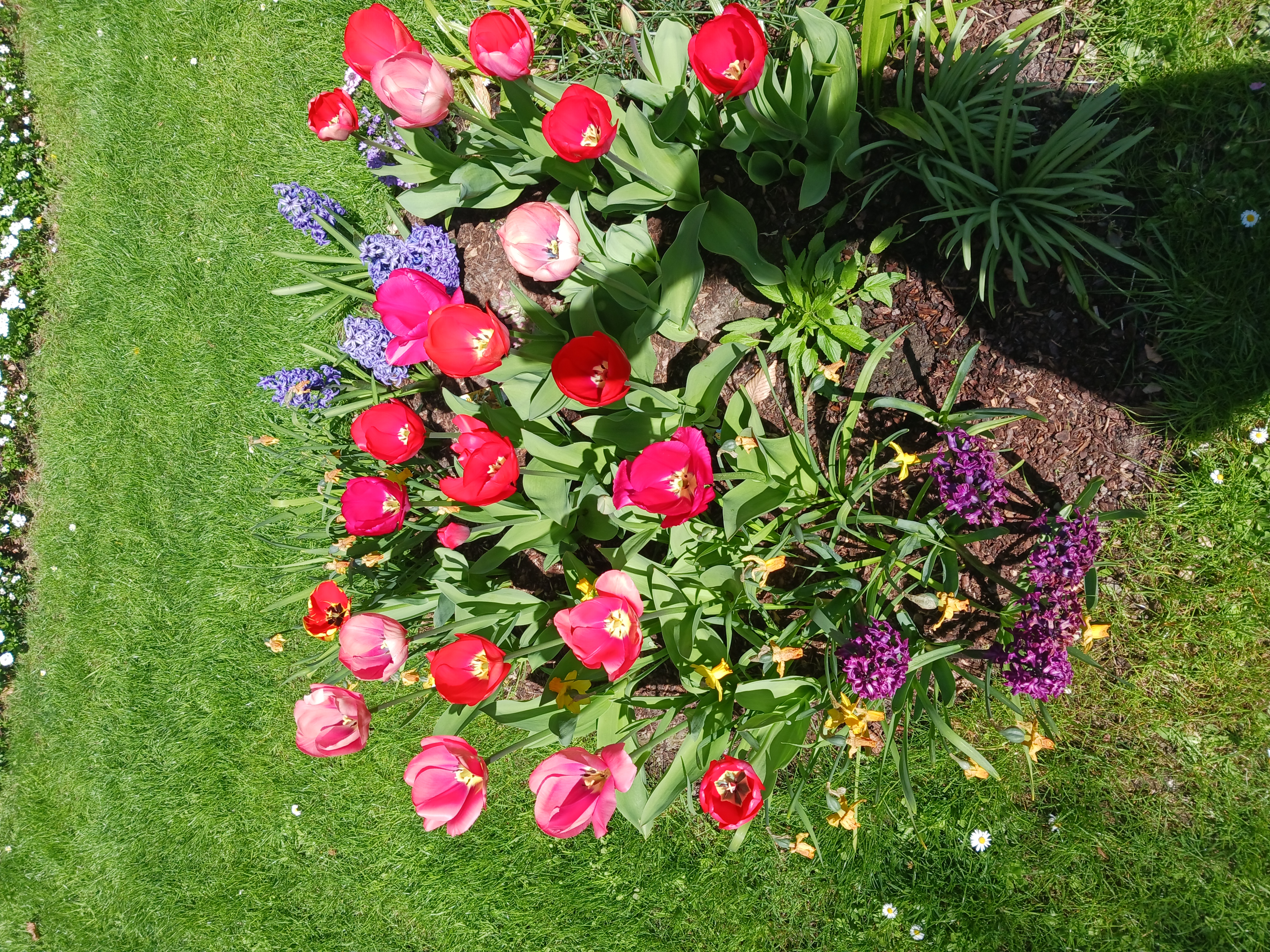 Garten Buchholz sehr viele rote Tulpen ca. 50 cm hoch