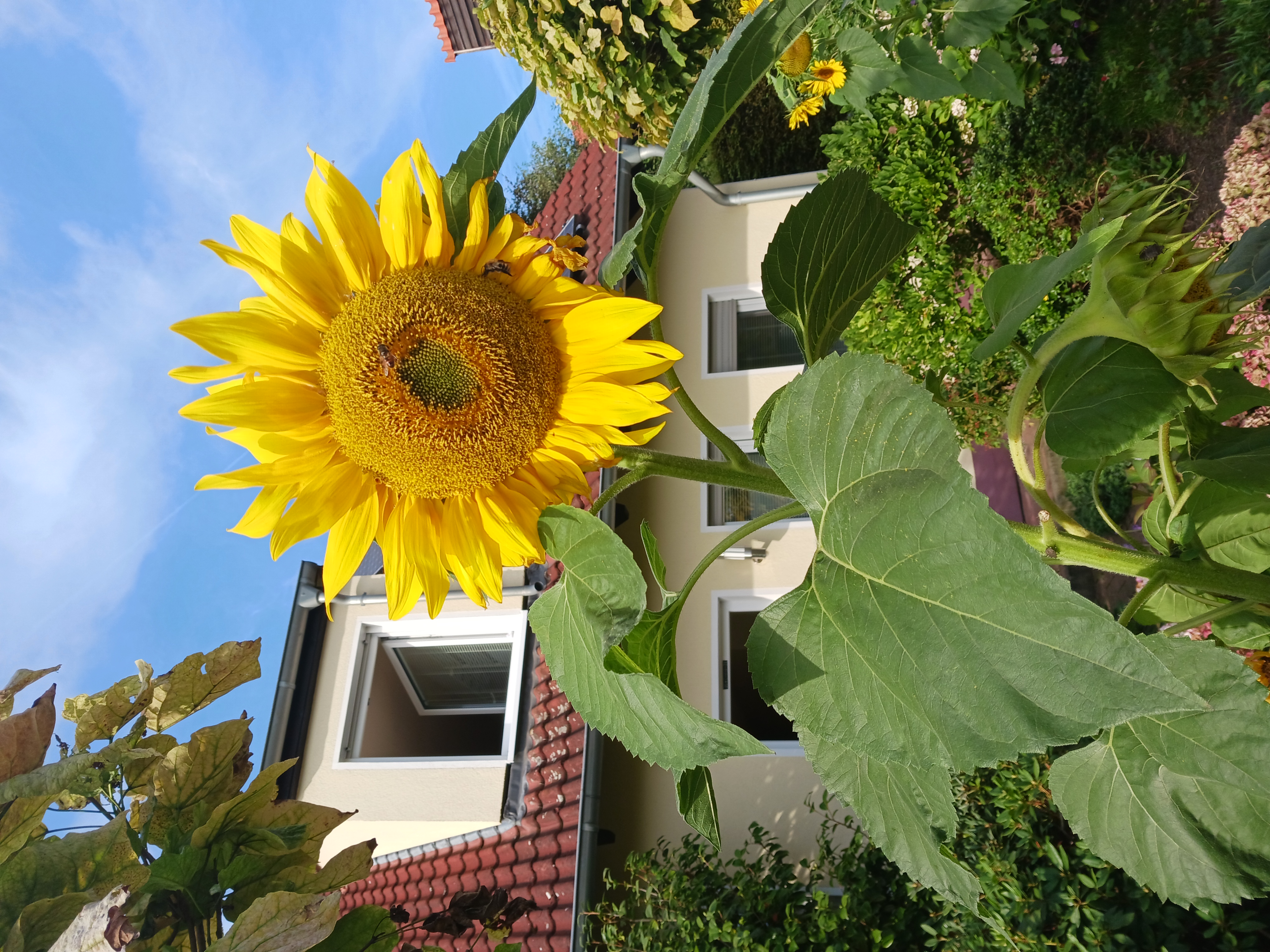 Garten Buchholz riesige Sonnenblume