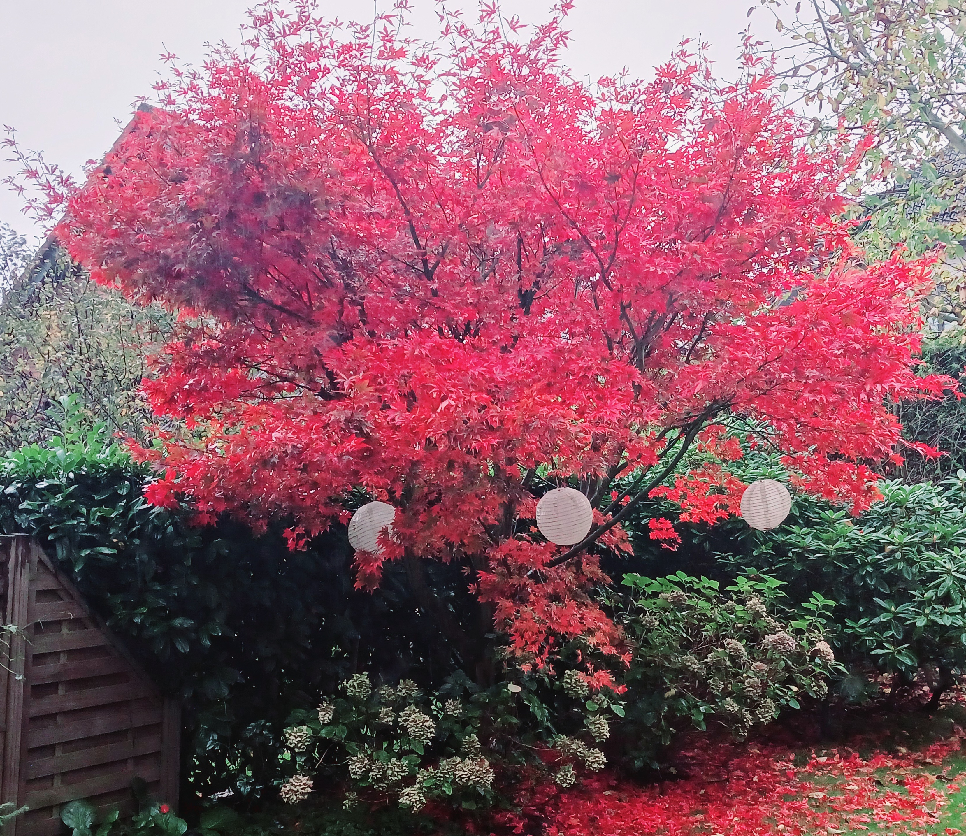Garten Buchholz rot leuchtender Fächer-Ahorn