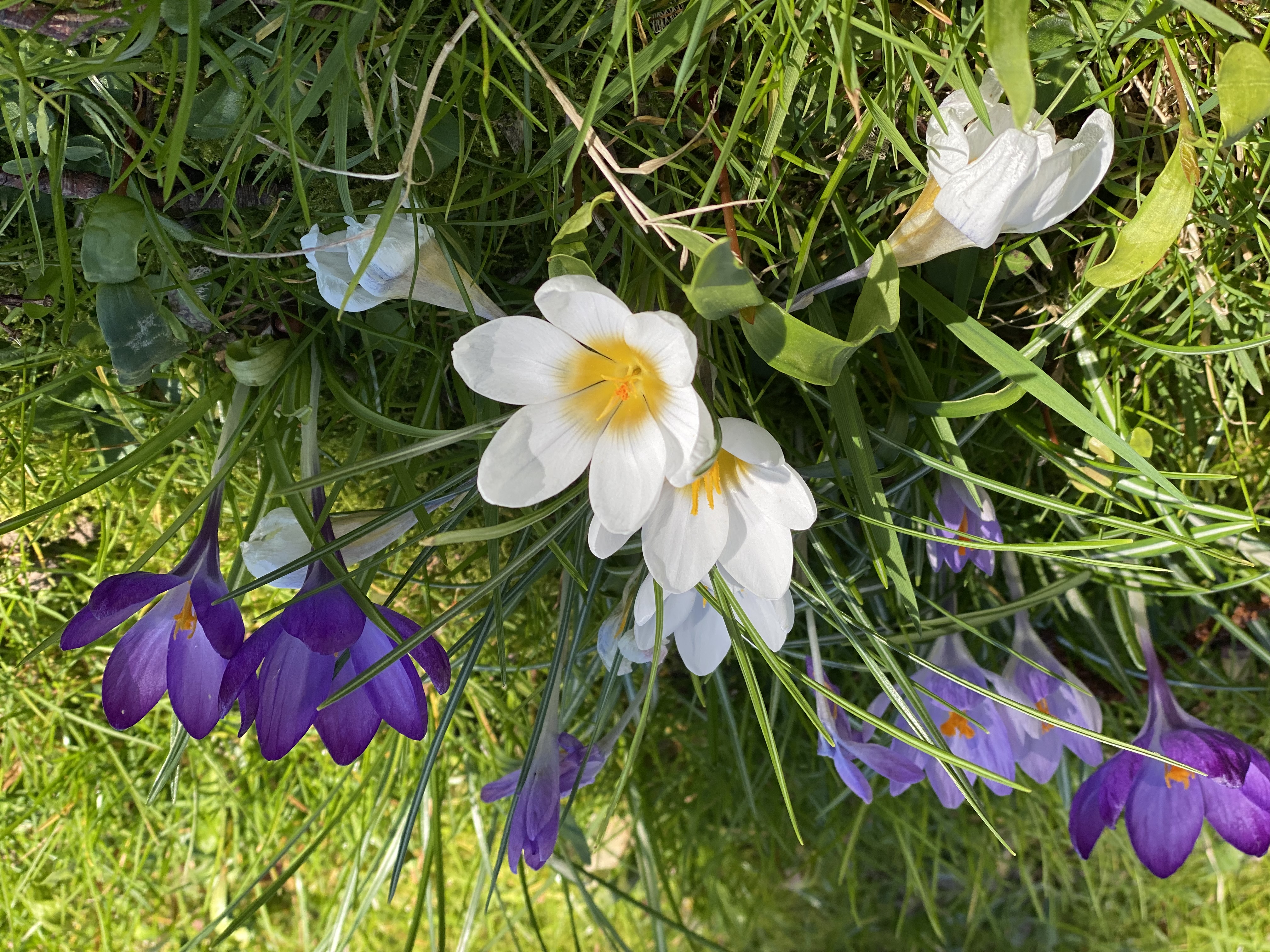 Blühende Krokusse, lila und weiss