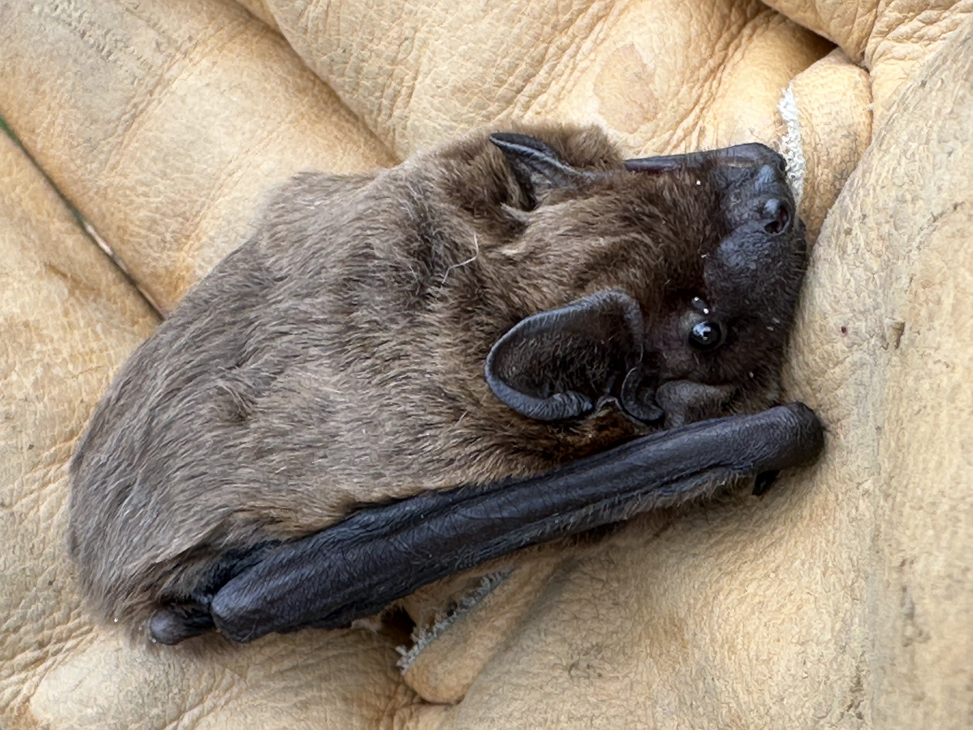 Vesperto Fledermausschutz_Duisburg_Tom Perkowski_2025 Fledermaus (Kleiner Abendsegler) liegt auf hellbraunen Lederhandschuh
