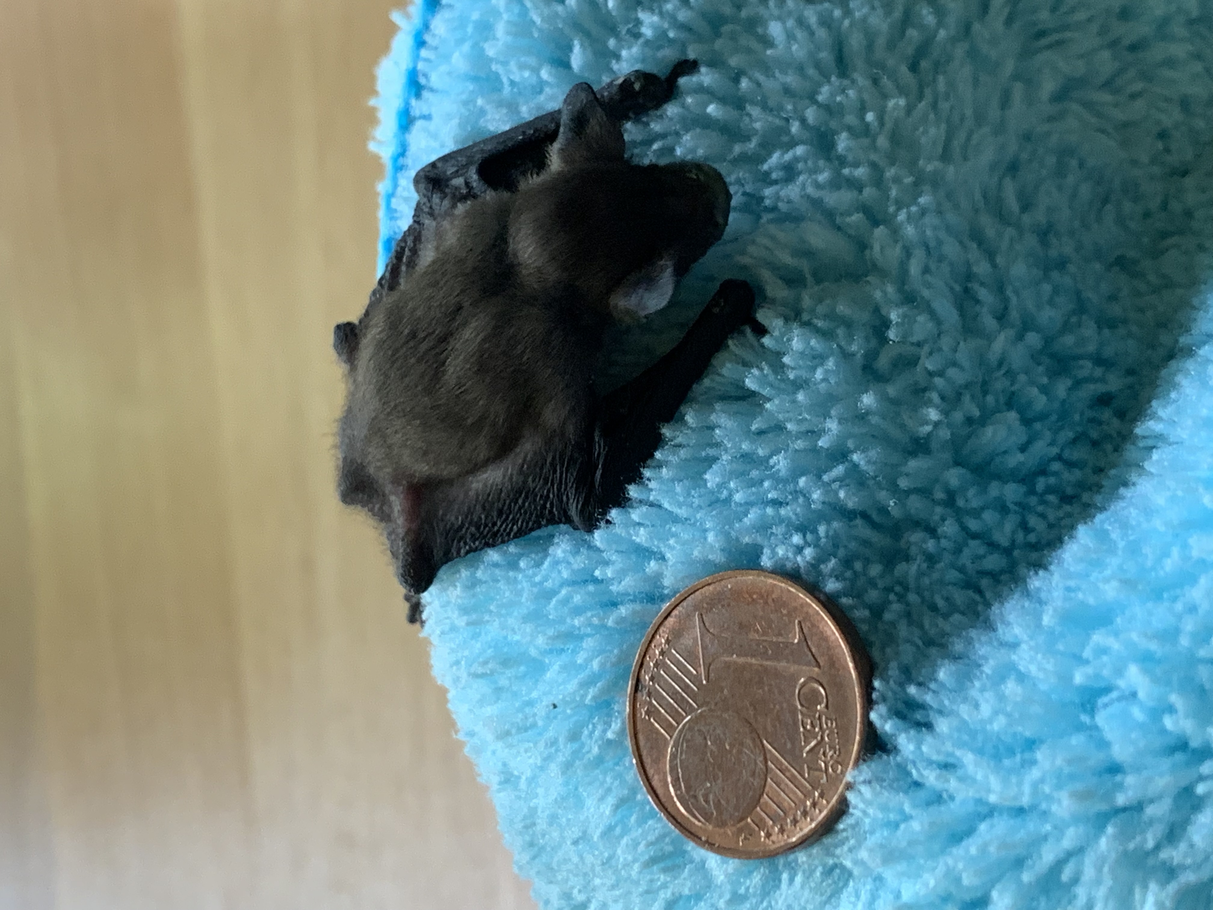 Vesperto Fledermausschutz_Duisburg_Tom Perkowski_2025 Fledermausbaby lieg auf hellblauen Tuch, danaeben 1 EUR-Cent als Heössenvergleich