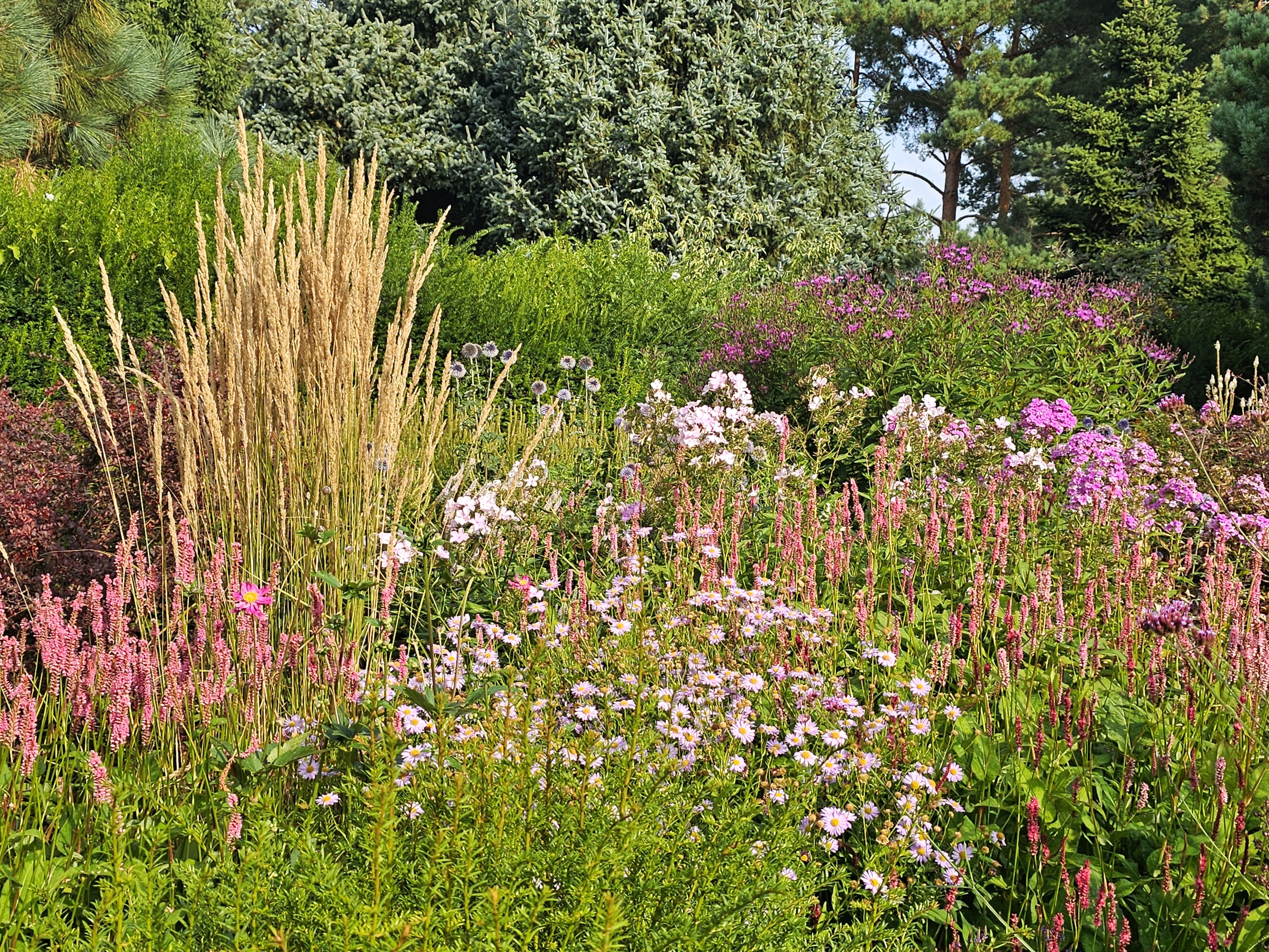 StaudenbeetRombergpark_Dortmund_Gesella_2025 Rosa Stauden und Gräser