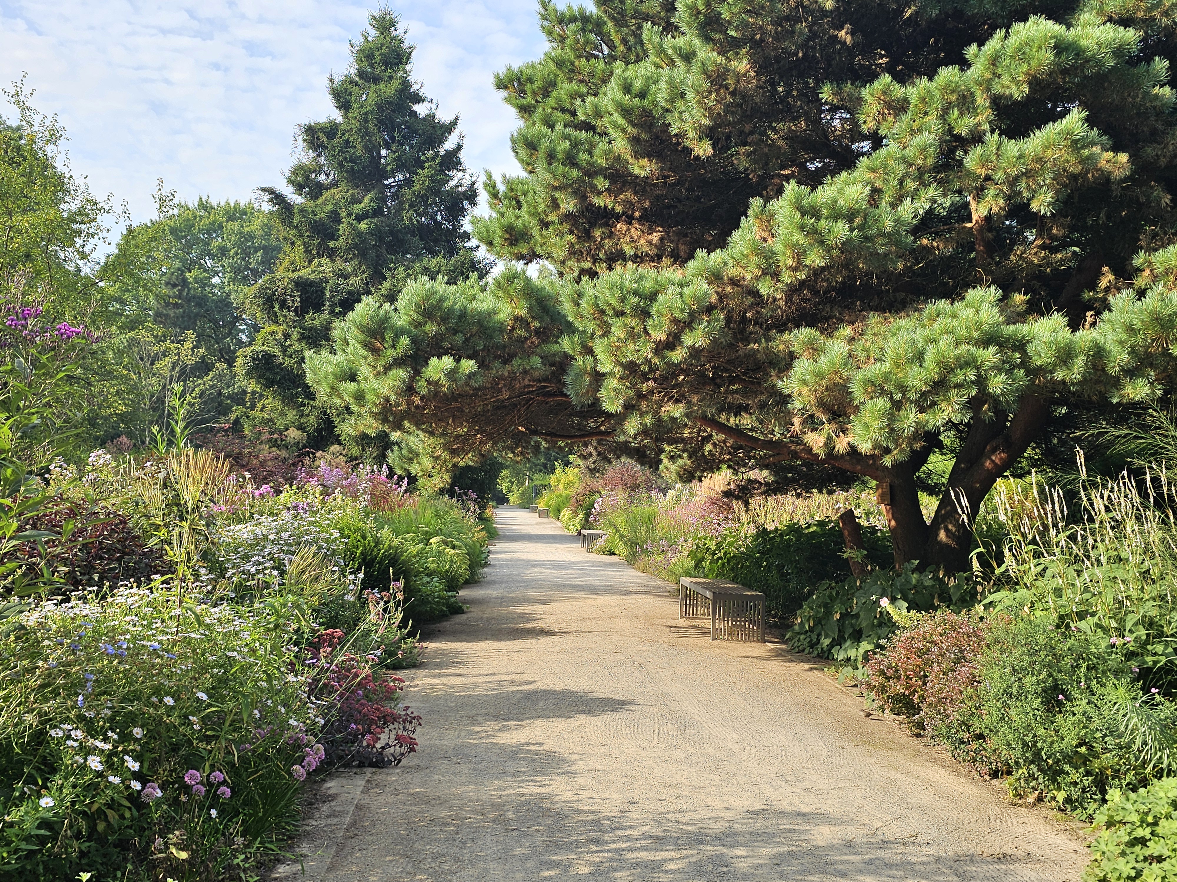 StaudenbeetRombergpark_Dortmund_Gesella_2025 Links und rechts eines Weges liegen bunte Beete mit Stauden und einer großen Konifere auf der rechten Seite