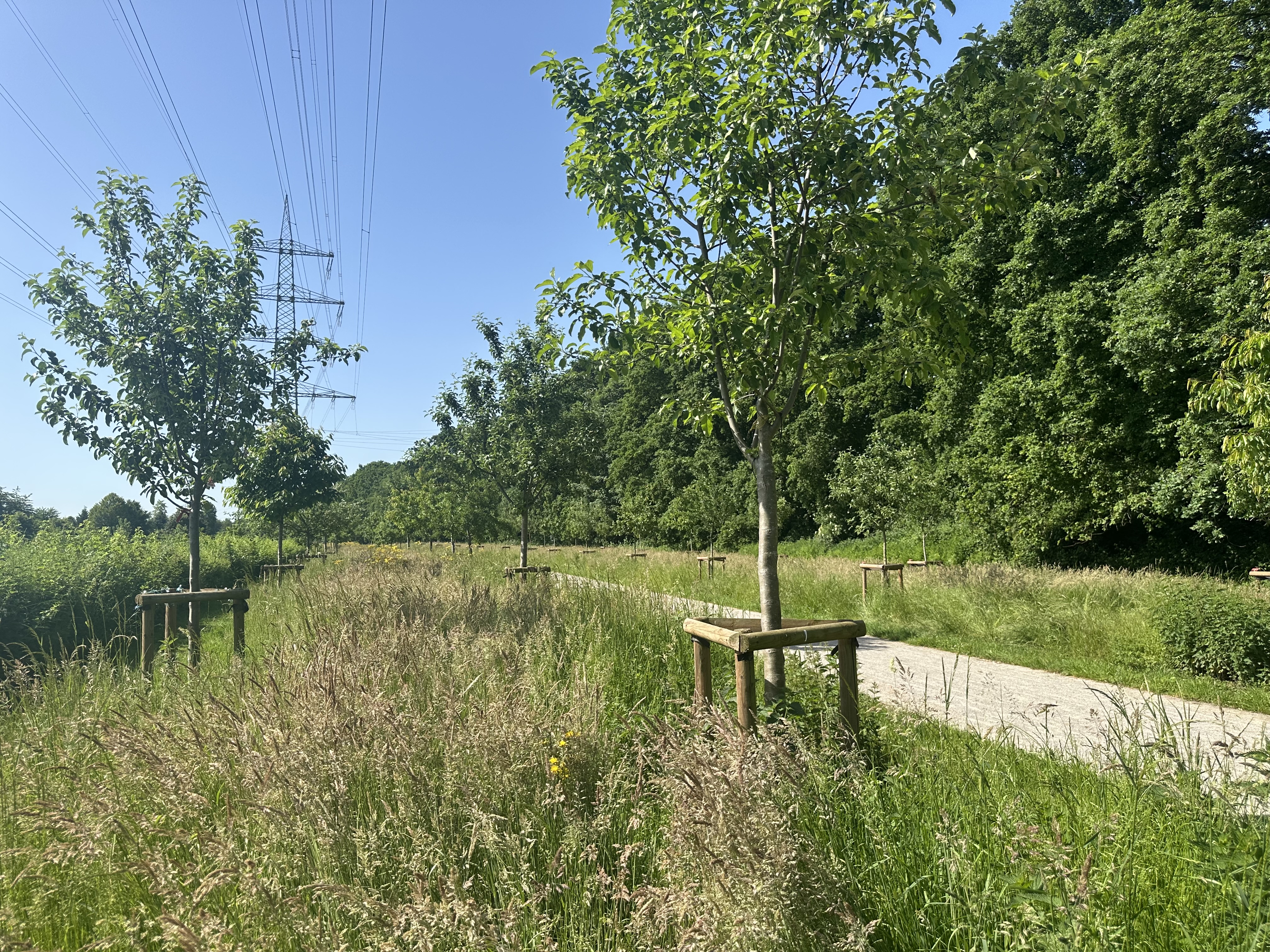 Am_Rabenkamp_Dinslaken_Nejirvan_Othmann_2026 neu gepflanzte Obstbäume inmitten von Blumenwiesen säumen einen Weg. Im Hintergrund sind zahlreiche große Bäume und ein Strommast vor blauem Himmel zu sehen.