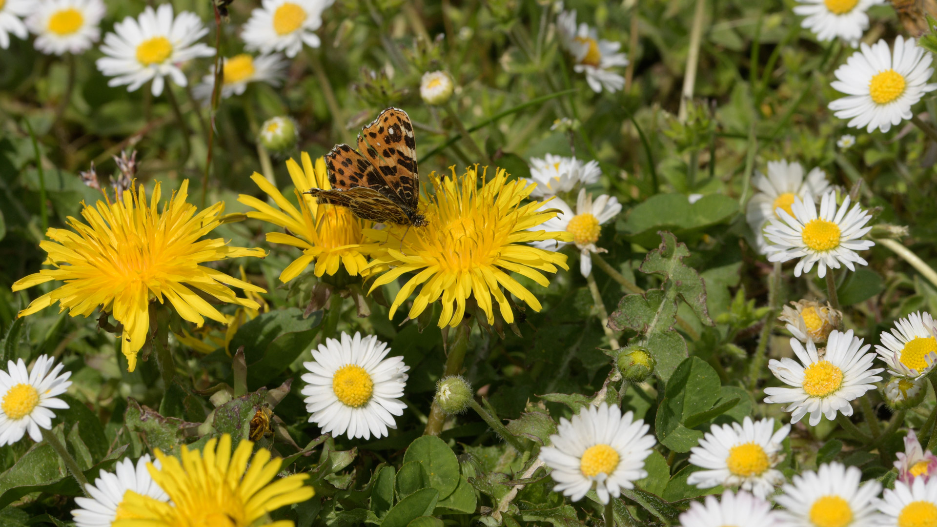 Die Gartenberatung des Verband Wohneigentum NRW auf der IGA 2027 Ein Schmetterling der auf einer Löwenzahnblüte in einem Kräuterrasen mit Gänseblümchen und weiteren Löwenzähnen sitzt.