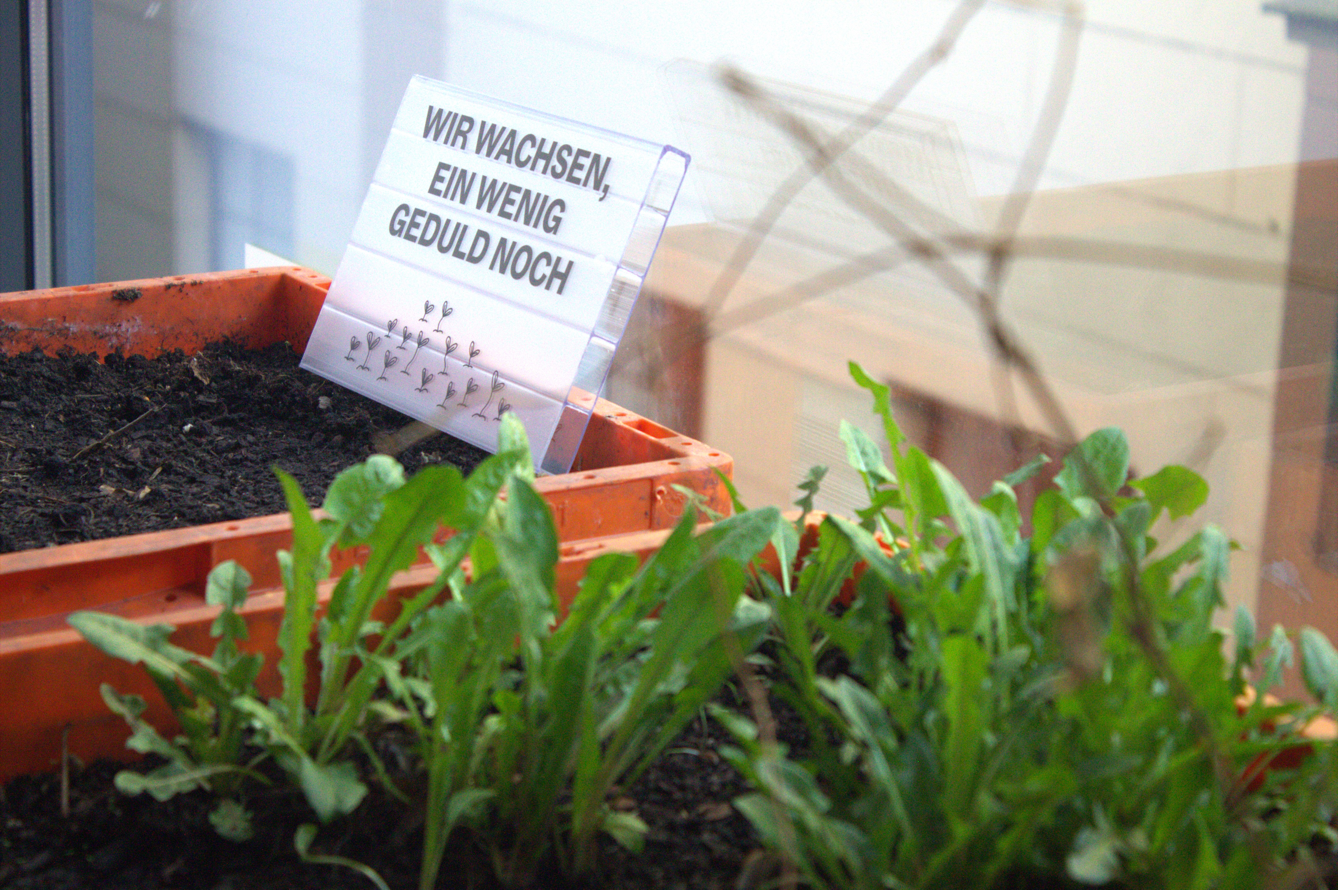 Kräuter in der Pop-Up-IGA Gelsenkirchen Zwei Anzuchtkisten, u.a. mit Löwenzahn, in der Pop-Up-IGA Gelsenkirchen