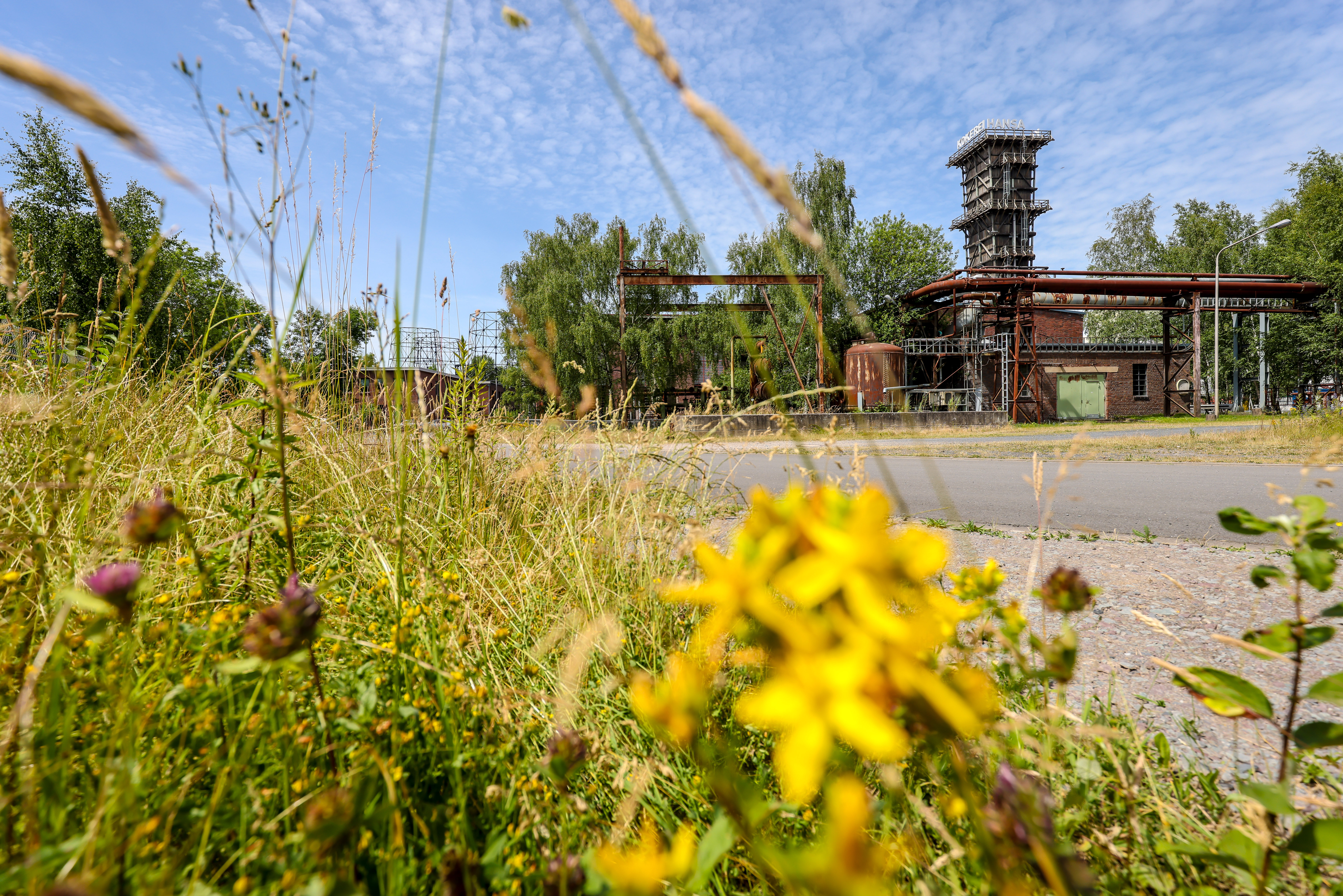 Alter Kühlturm der Kokerei im Hintergrund. Im Vordergrund gelbe Blumen
