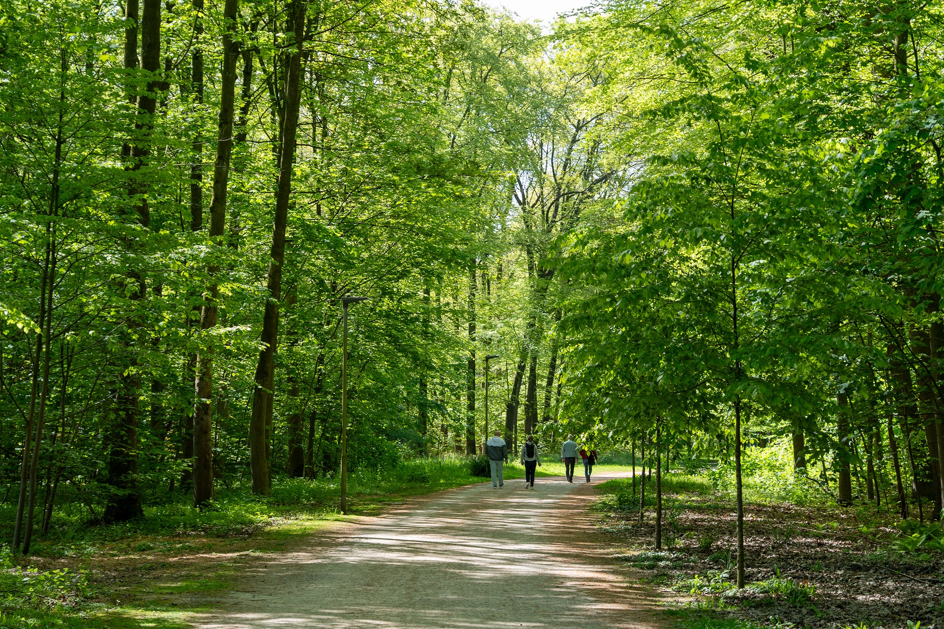 Wittringer Wald Ringallee © Stadt Gladbeck Wittringer Wald Ringallee © Stadt Gladbeck