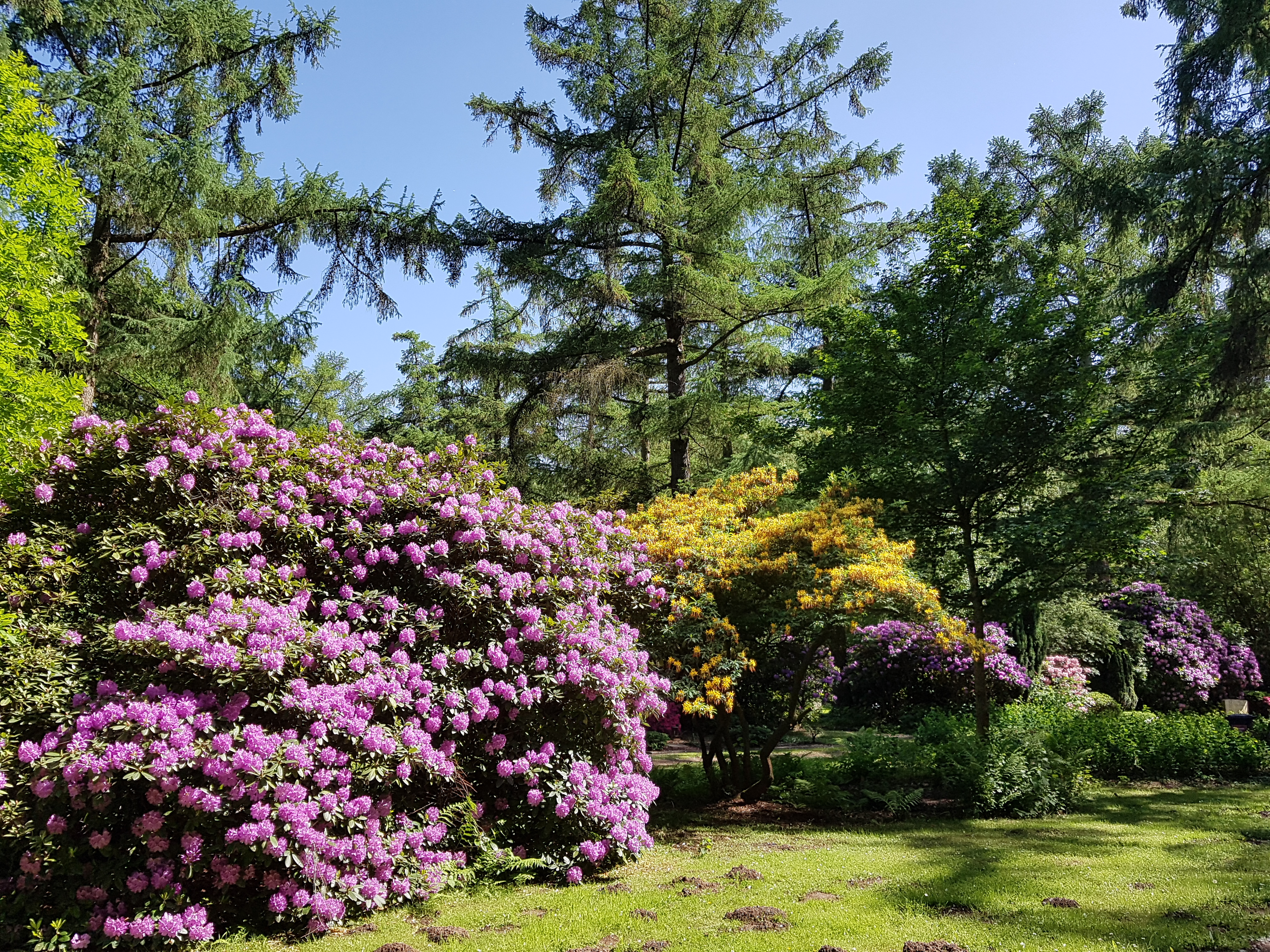 Rhododendronblüte auf dem Hauptfriedhof, Foto: Stadt Dortmund Rhododendronblüte auf dem Hauptfriedhof, Foto: Stadt Dortmund
