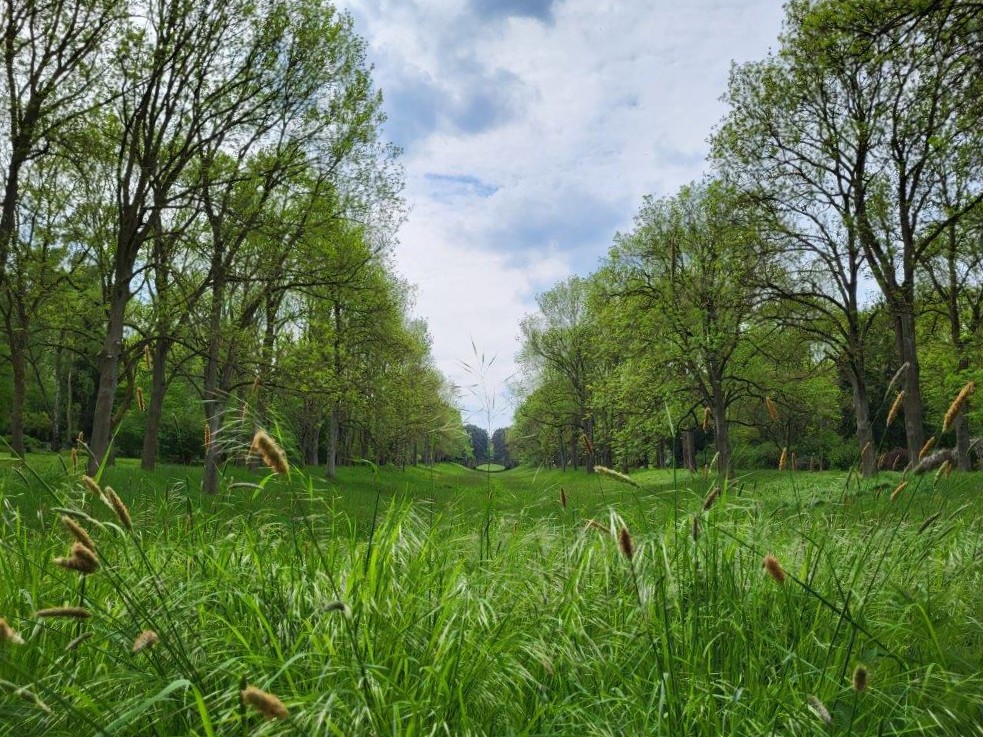Talwiese auf dem Hauptfriedhof, Foto: Stadt Dortmund Talwiese auf dem Hauptfriedhof, Foto: Stadt Dortmund