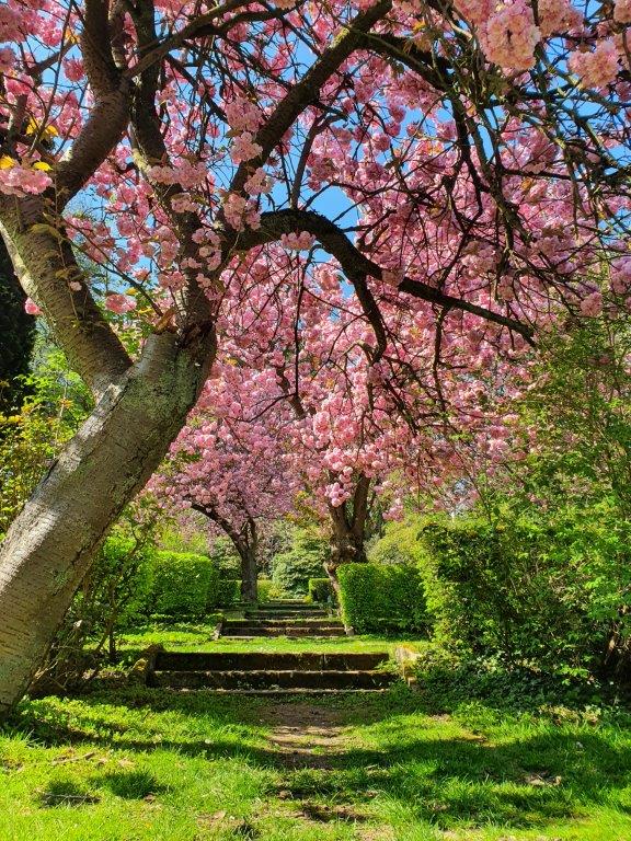 Kirschblüte auf dem Hauptfriedhof, Foto: Stadt Dortmund Kirschblüte auf dem Hauptfriedhof, Foto: Stadt Dortmund