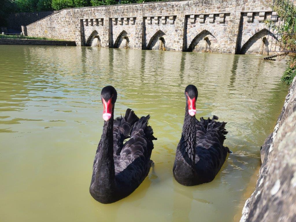 Schwarze Schwäne auf dem Hauptfriedhof, Foto: Stadt Dortmund Schwarze Schwäne auf dem Hauptfriedhof, Foto: Stadt Dortmund