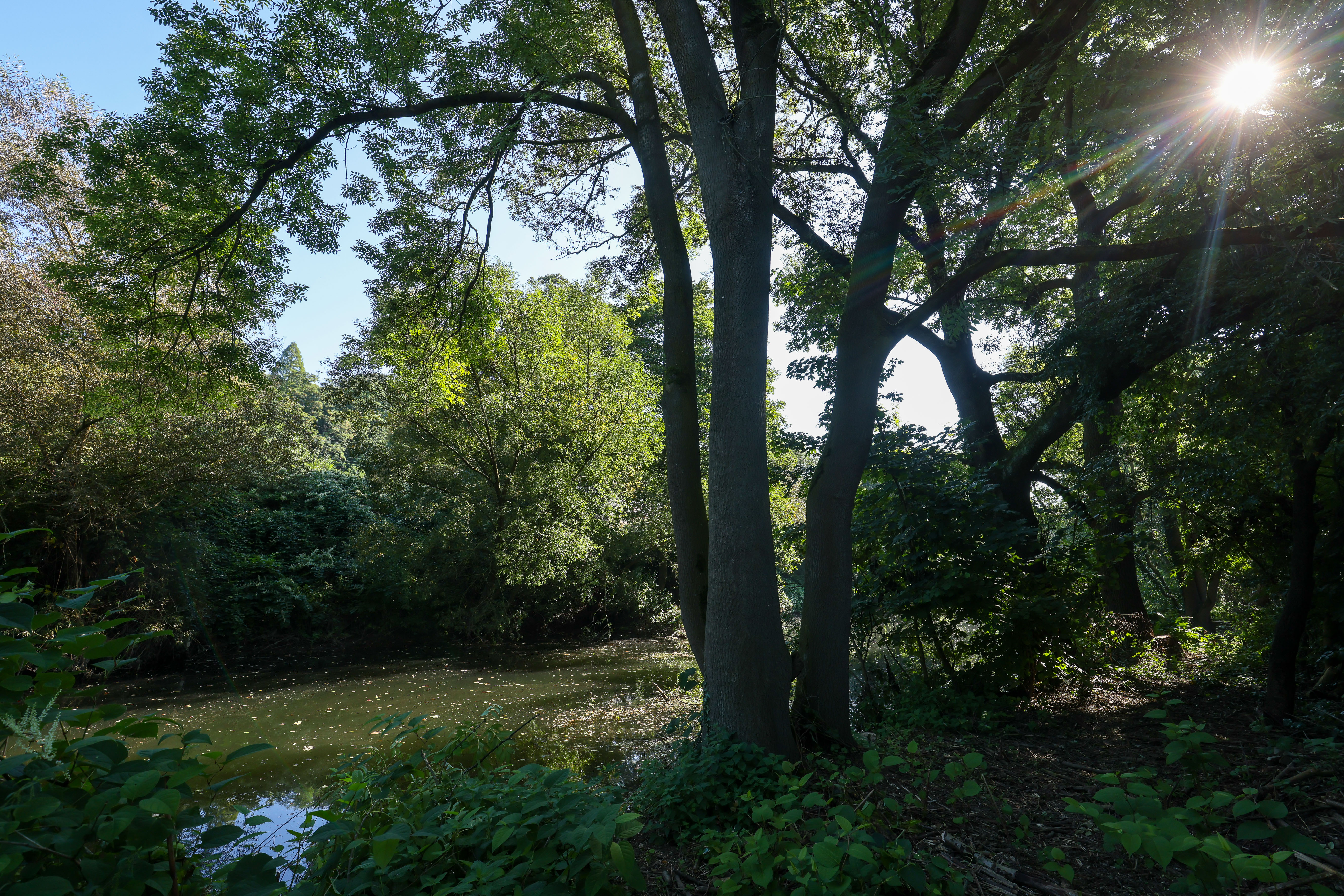 Der Fluss Mühlengraben fließt durch Büsche und unter Bäumen durch. Im Hintergrund blauer Himmel und Sonne.