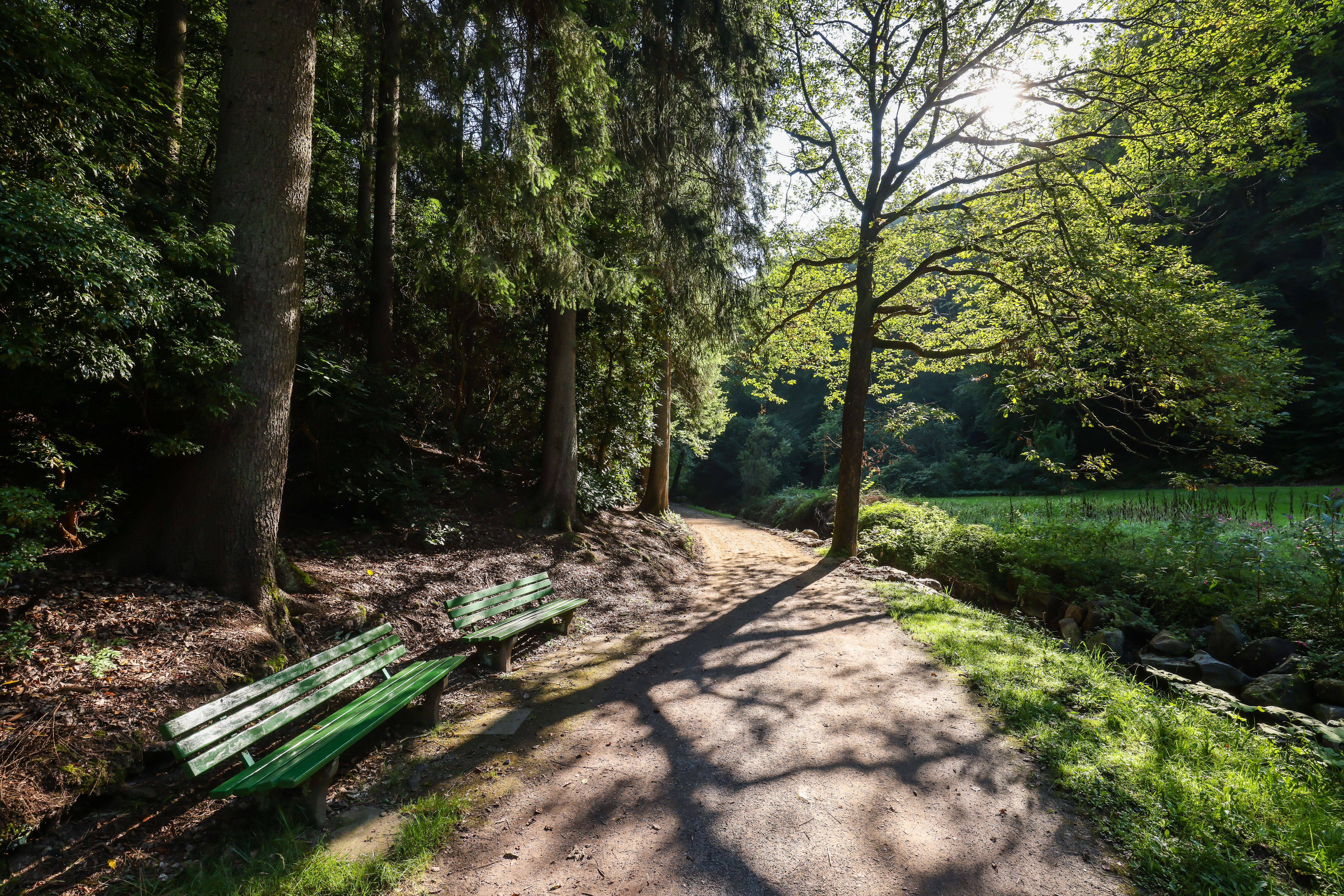 Zwei grüne Bänke am Waldesrand an einem Waldweg